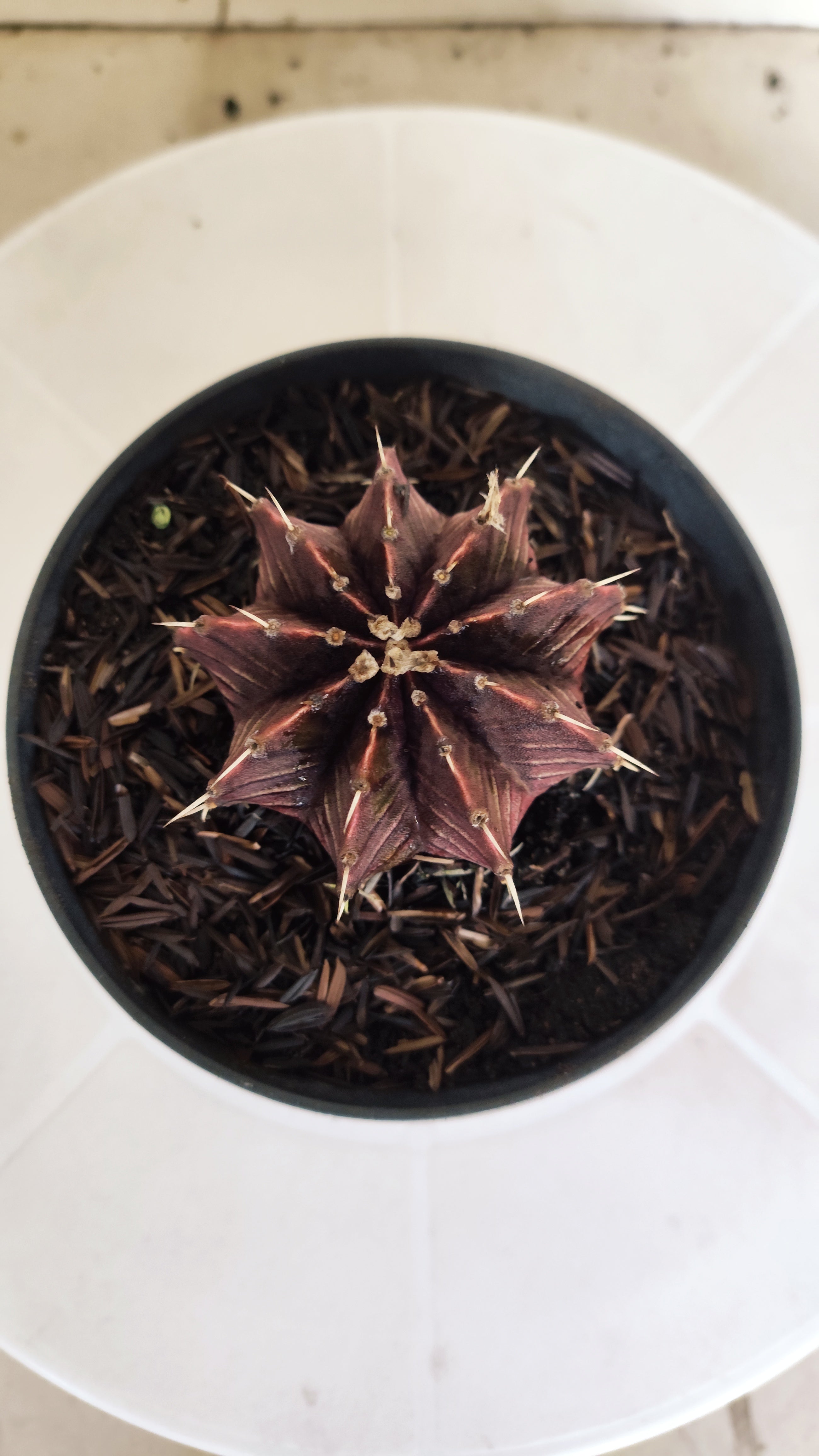 GYMNOCALYCIUM Friedrichii LB 2178 "Agua Dulce - PURPLE" - Nº 1222 – vaso 11