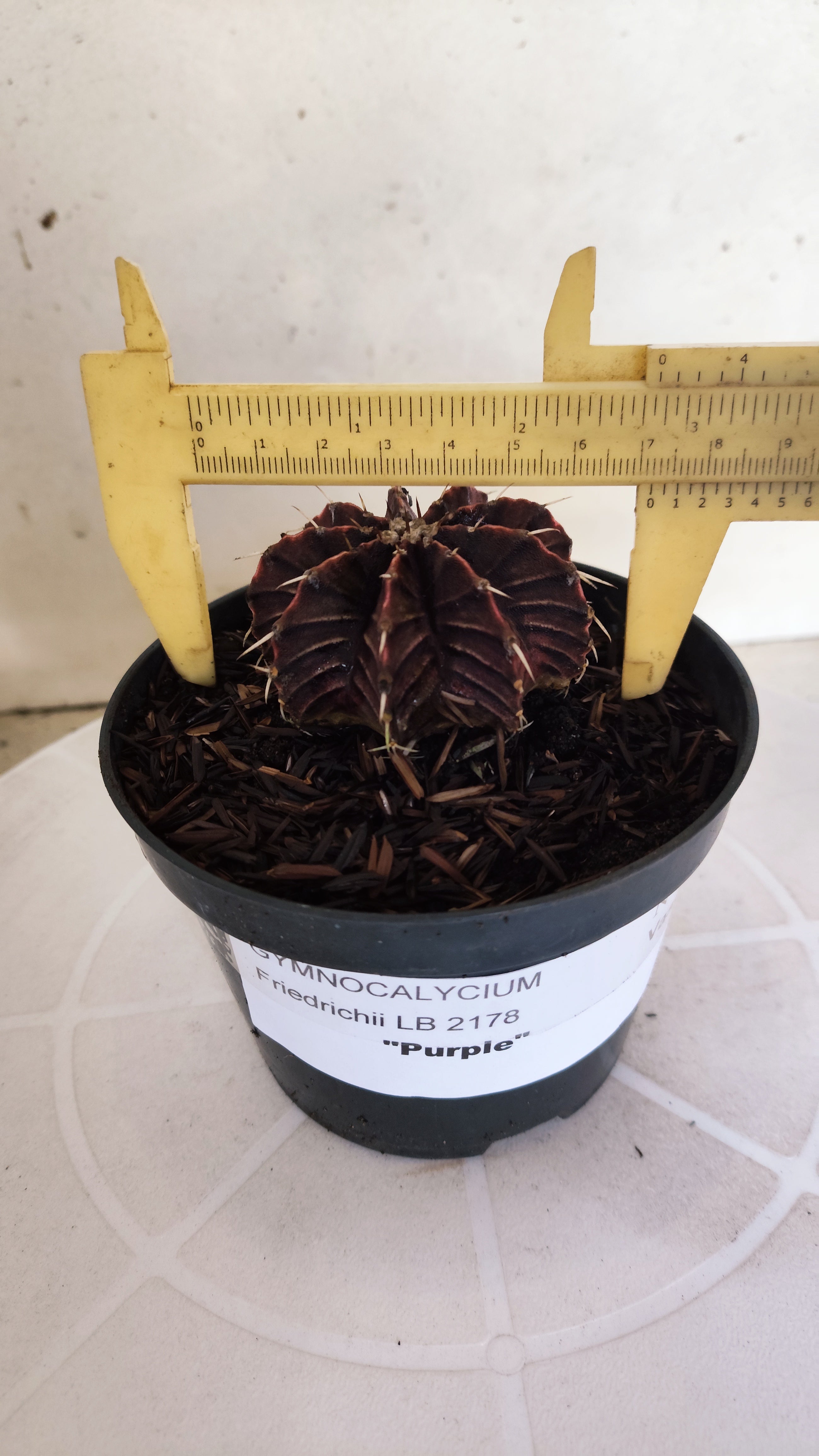 GYMNOCALYCIUM Friedrichii LB 2178 "Agua Dulce - PURPLE" - Nº 1222 – vaso 11