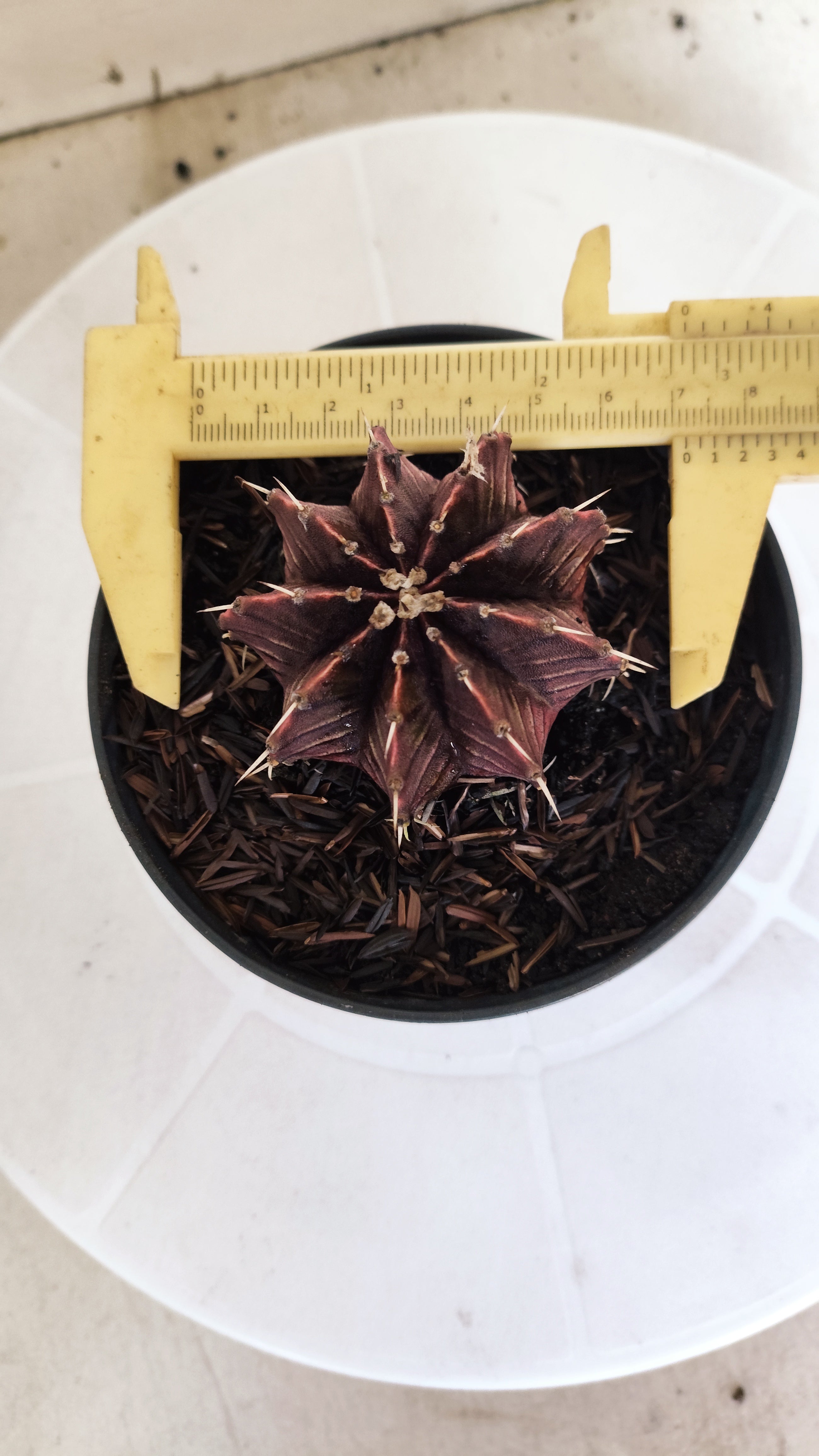 GYMNOCALYCIUM Friedrichii LB 2178 "Agua Dulce - PURPLE" - Nº 1222 – vaso 11