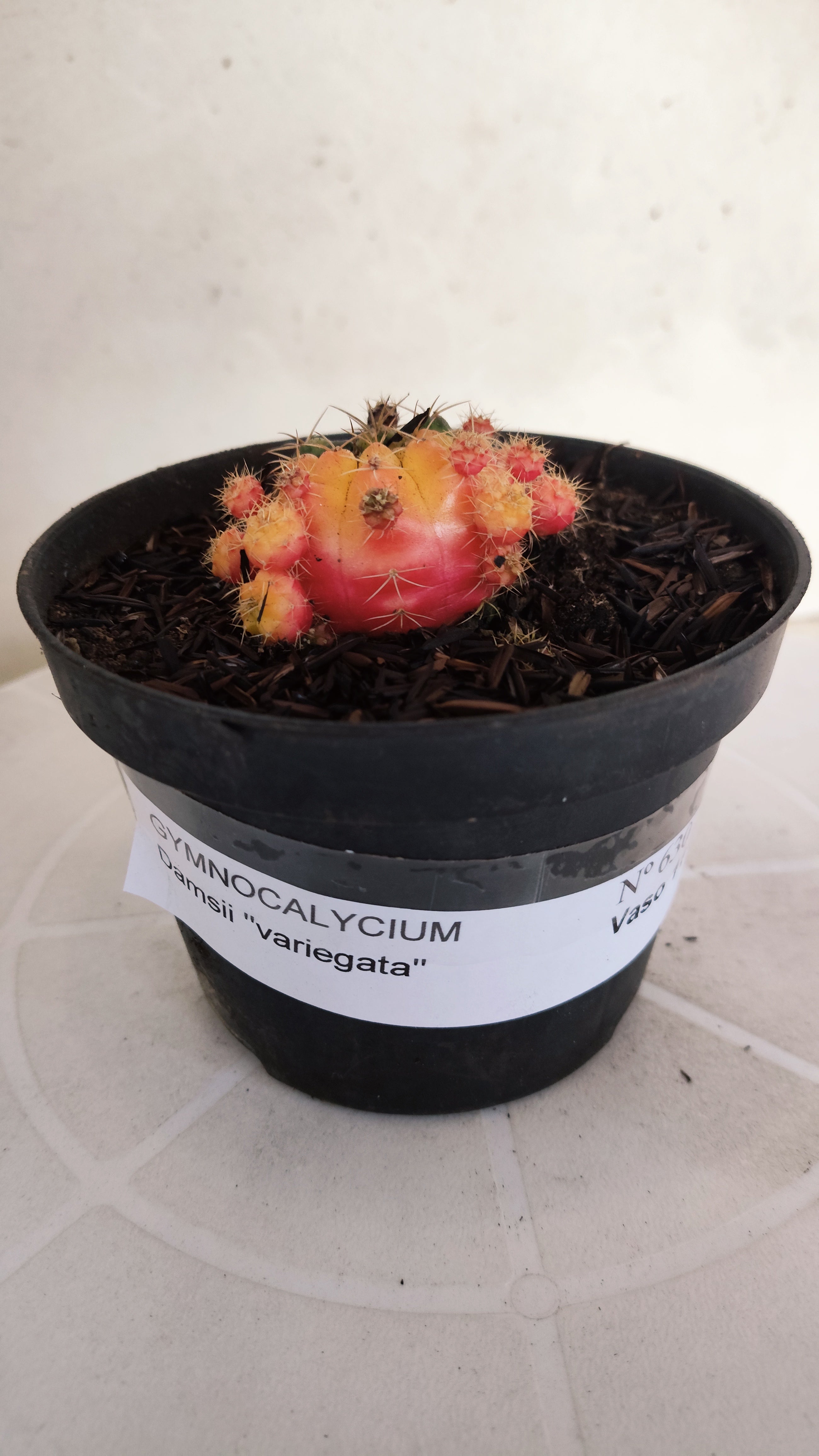 GYMNOCALYCIUM DAMSII Variegata Nº 630 – vaso 11