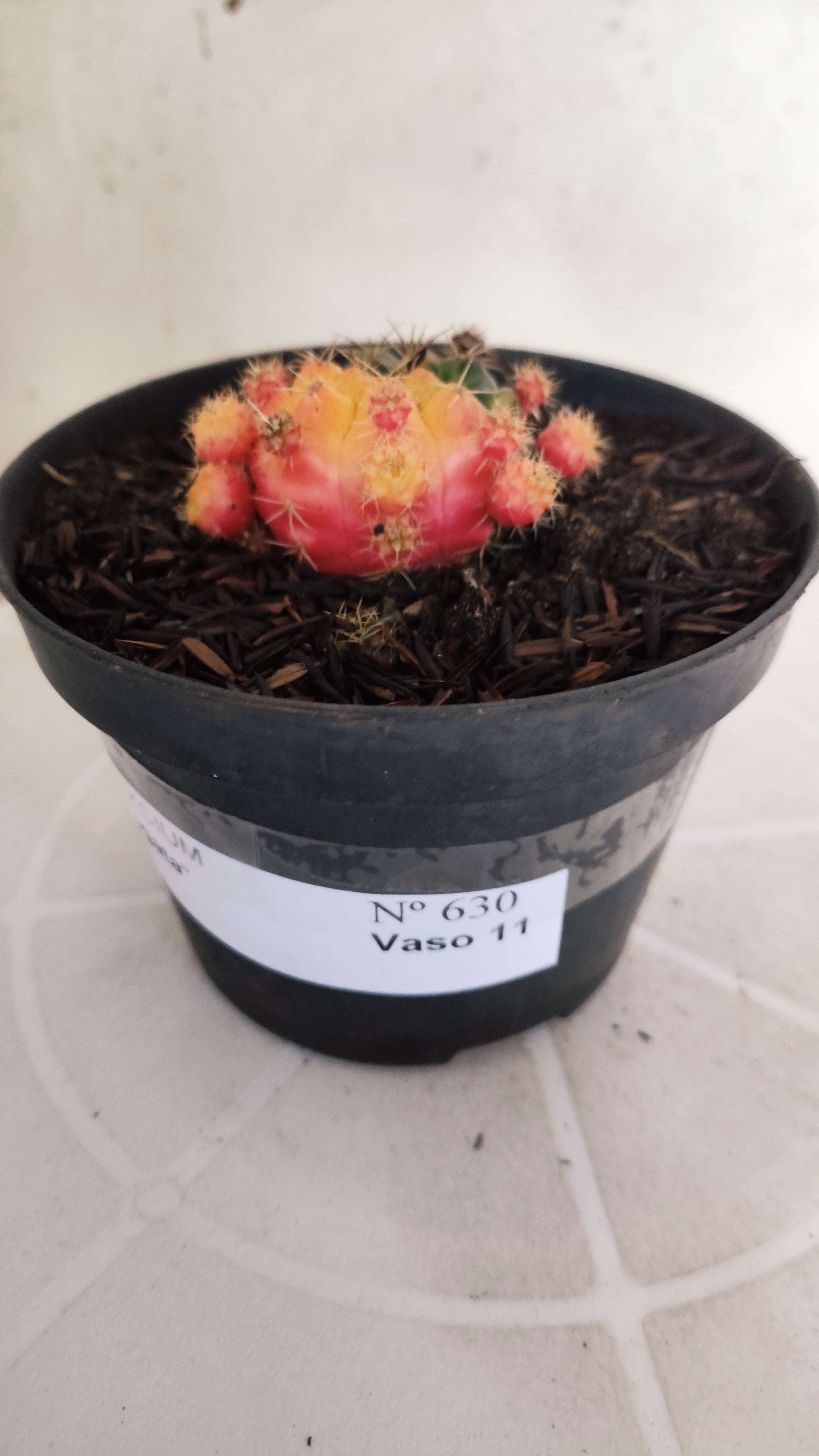 GYMNOCALYCIUM DAMSII Variegata Nº 630 – vaso 11