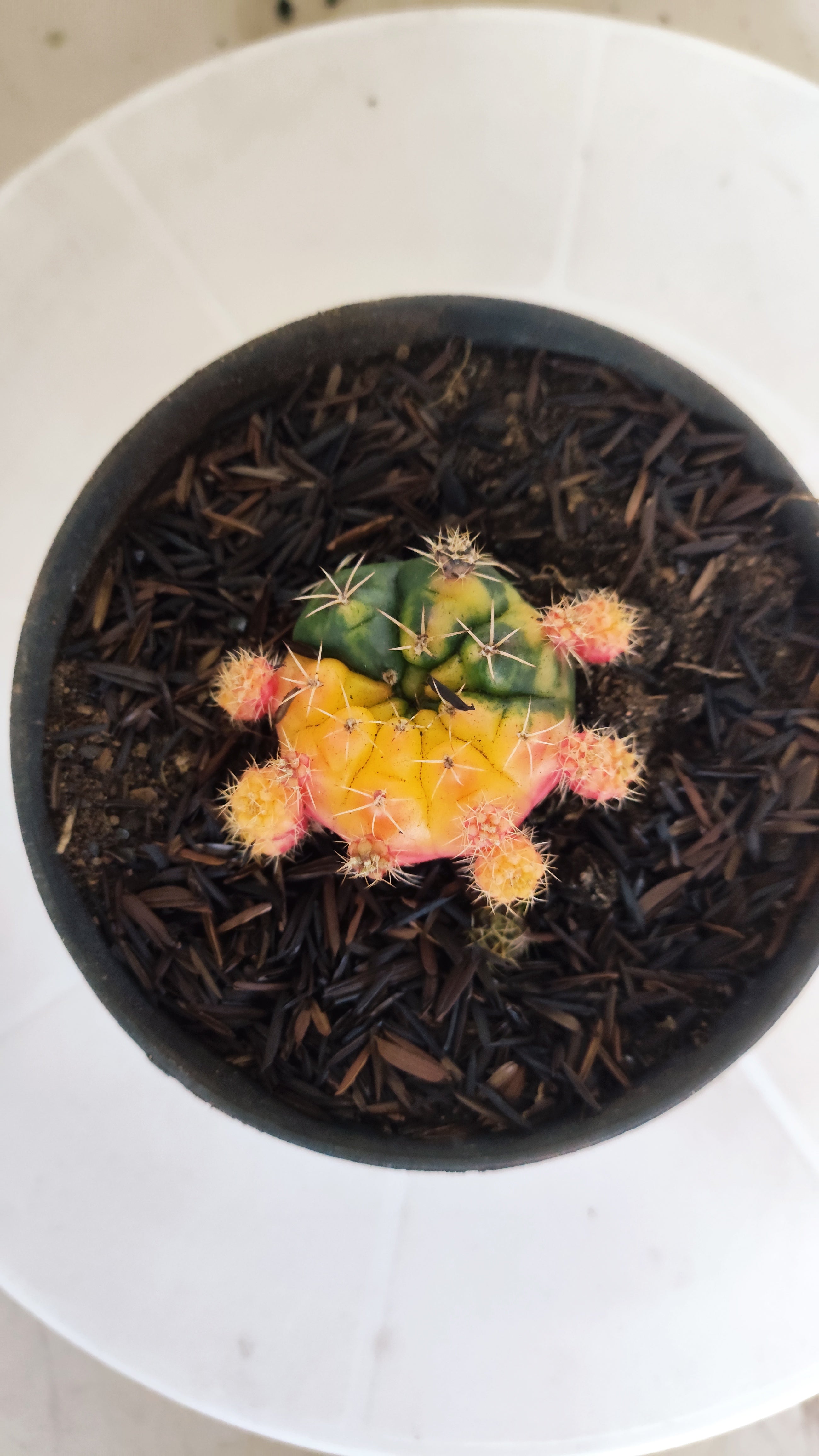 GYMNOCALYCIUM DAMSII Variegata Nº 630 – vaso 11