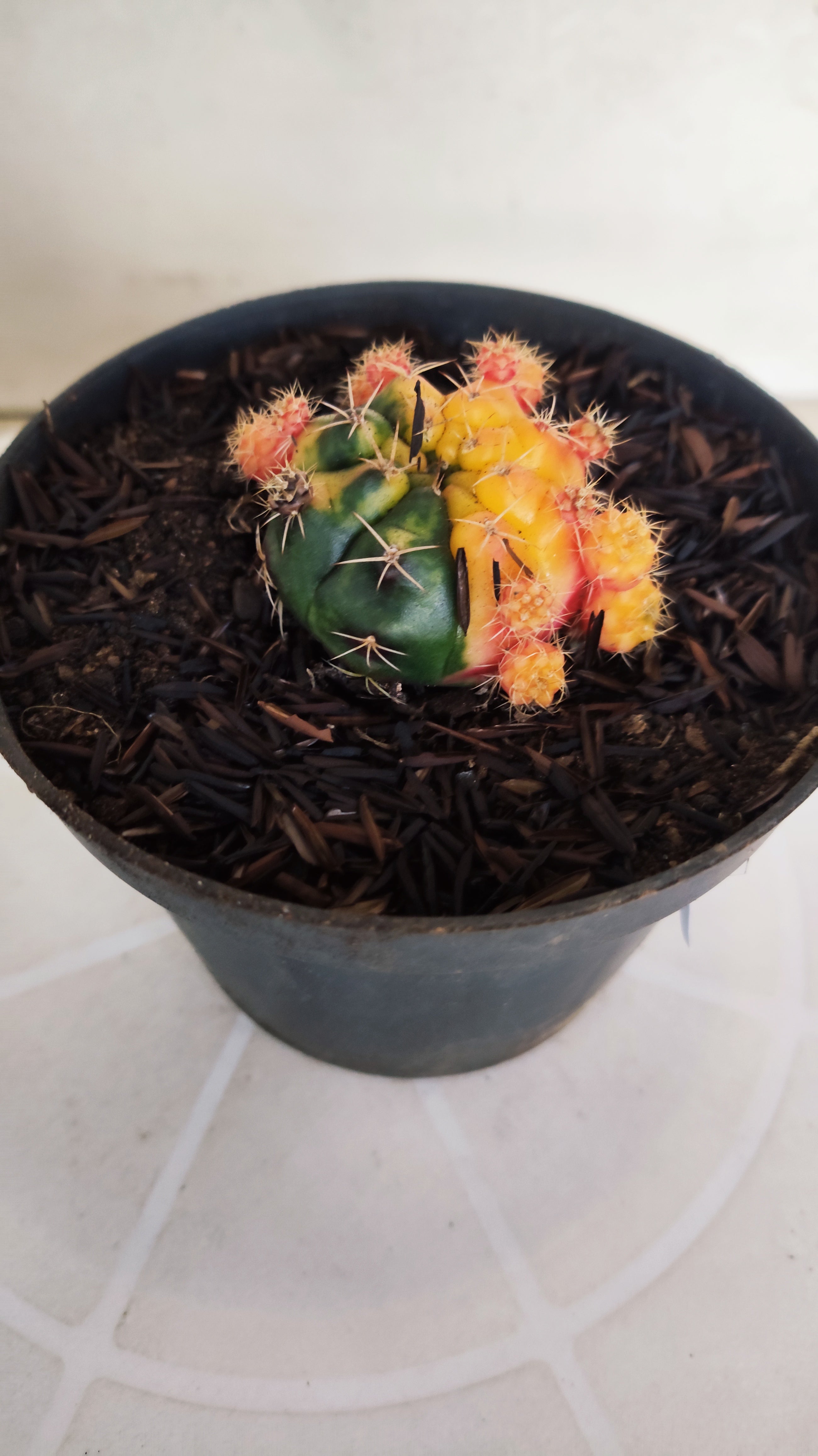GYMNOCALYCIUM DAMSII Variegata Nº 630 – vaso 11