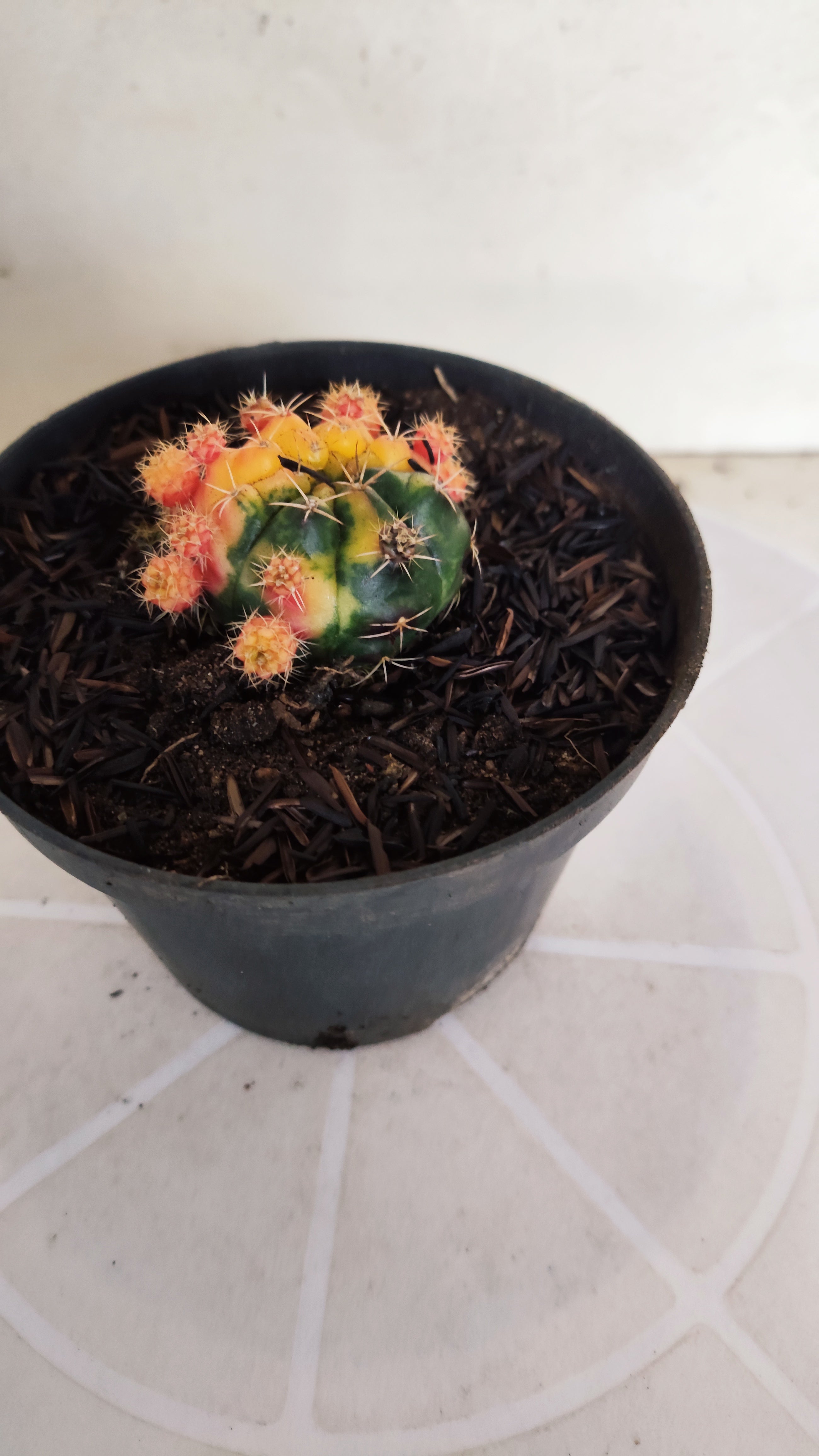 GYMNOCALYCIUM DAMSII Variegata Nº 630 – vaso 11