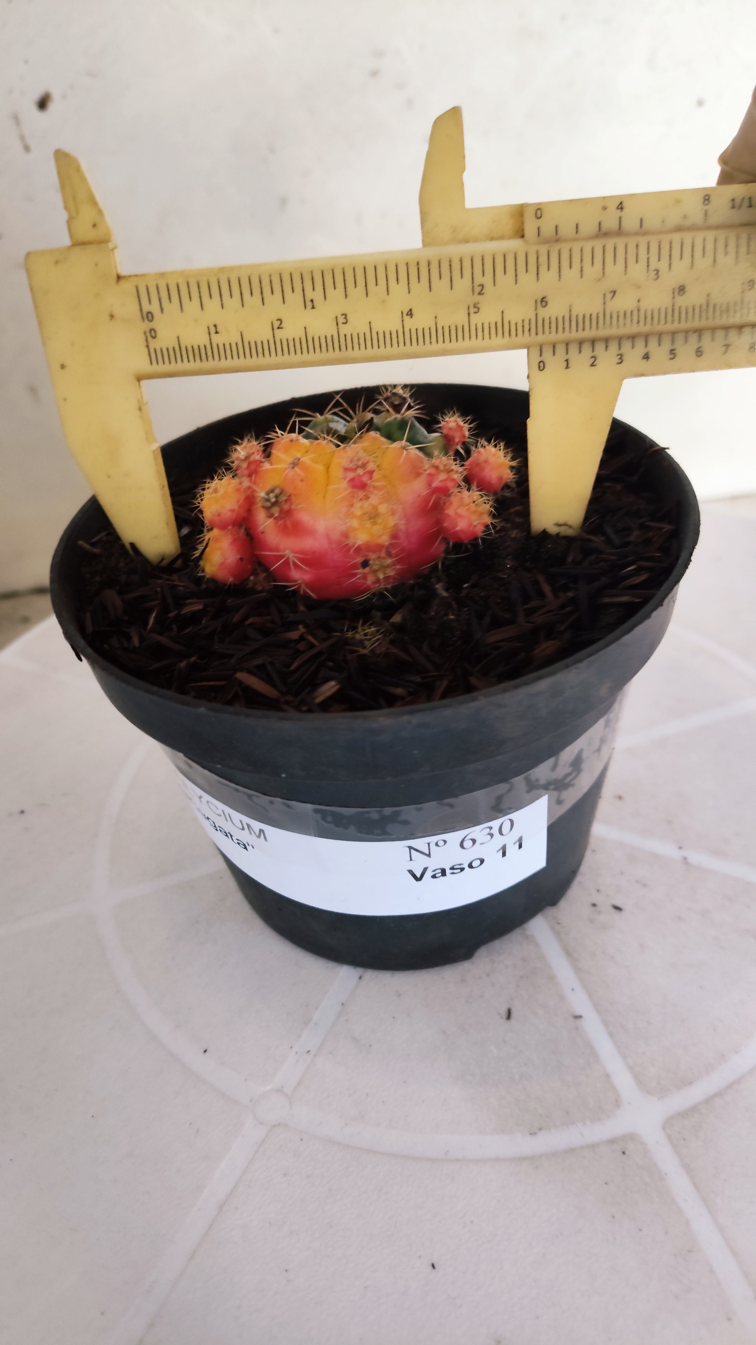 GYMNOCALYCIUM DAMSII Variegata Nº 630 – vaso 11