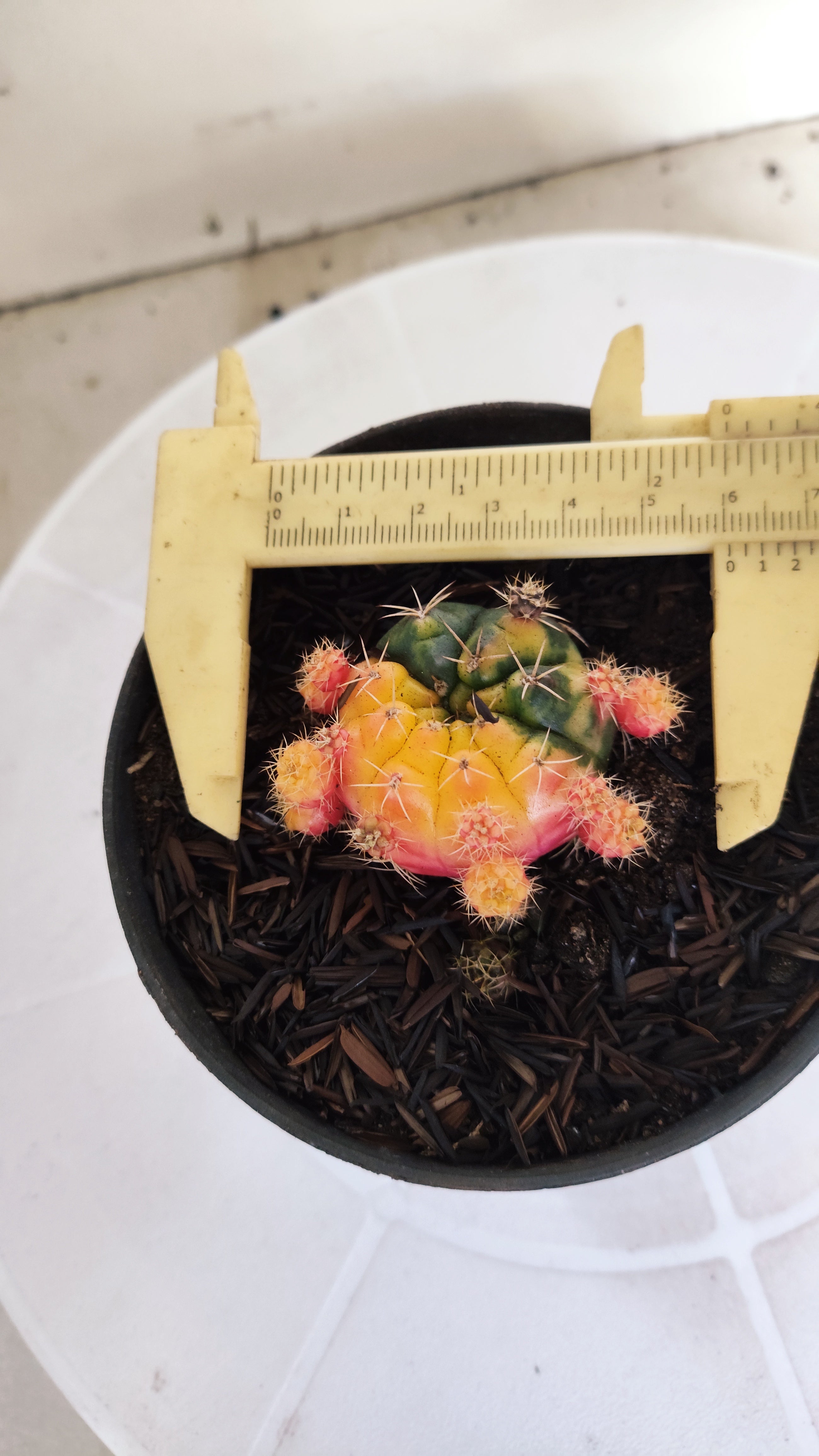 GYMNOCALYCIUM DAMSII Variegata Nº 630 – vaso 11