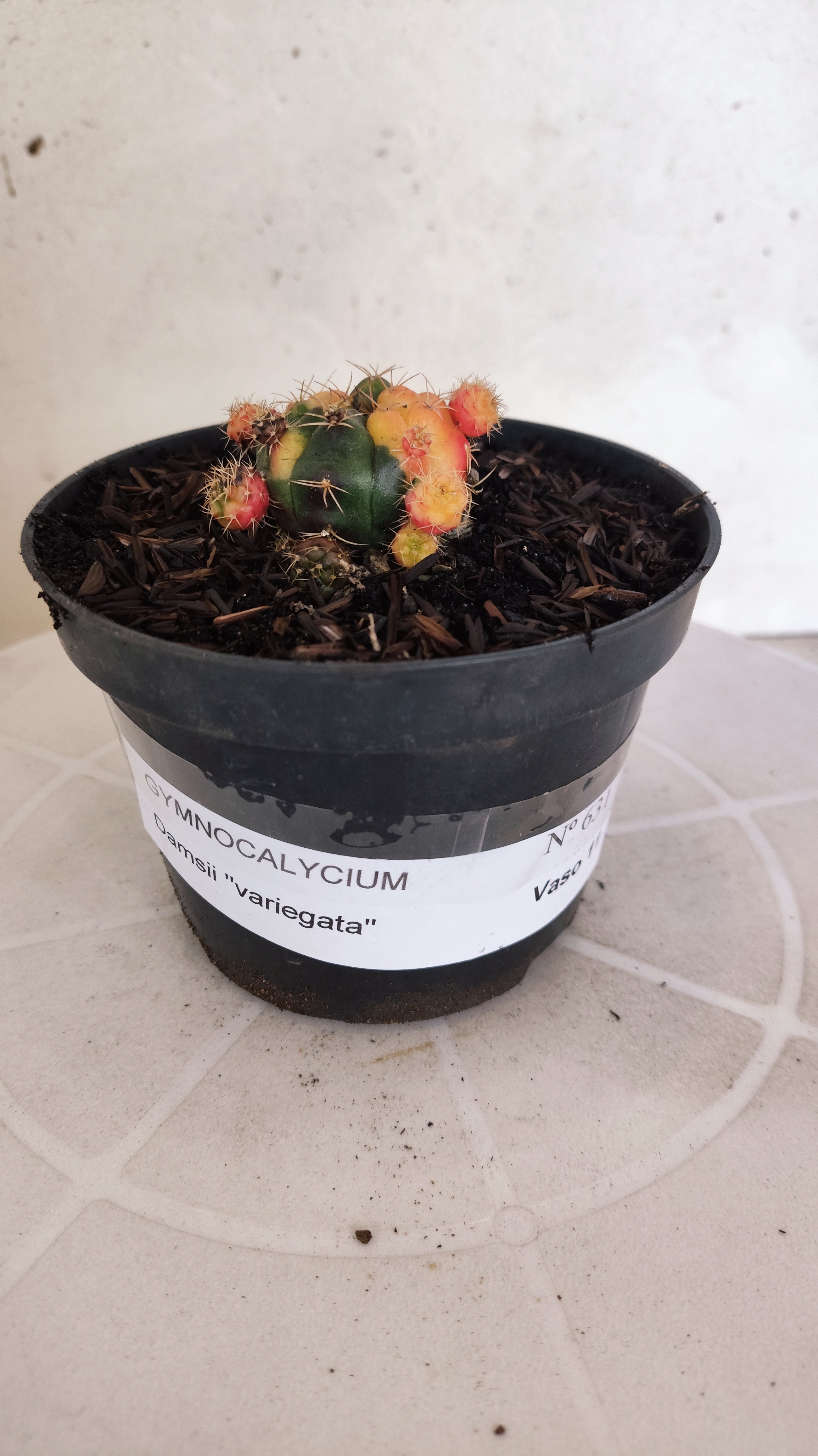 GYMNOCALYCIUM DAMSII Variegata Nº 631 – vaso 11