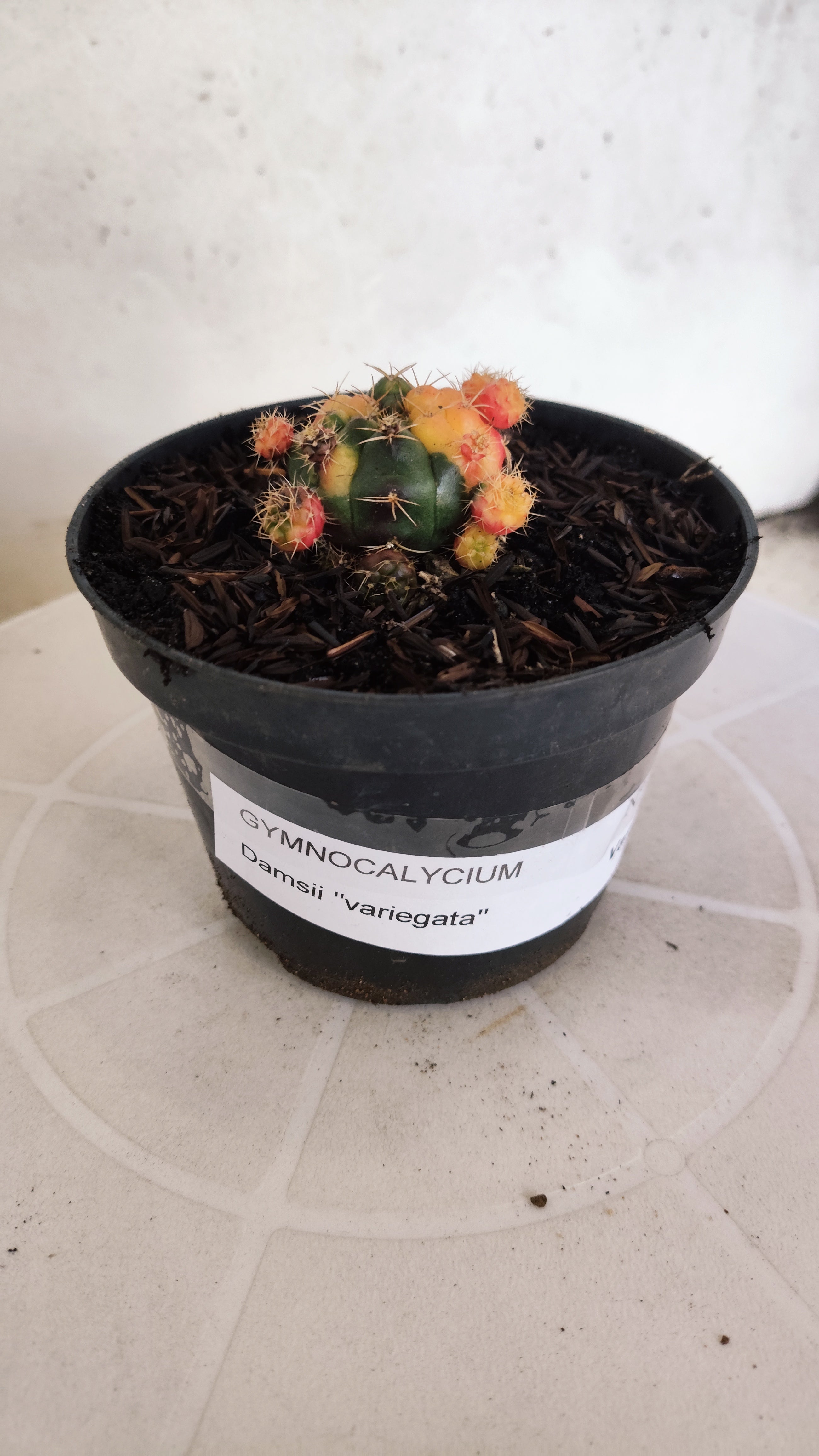 GYMNOCALYCIUM DAMSII Variegata Nº 631 – vaso 11