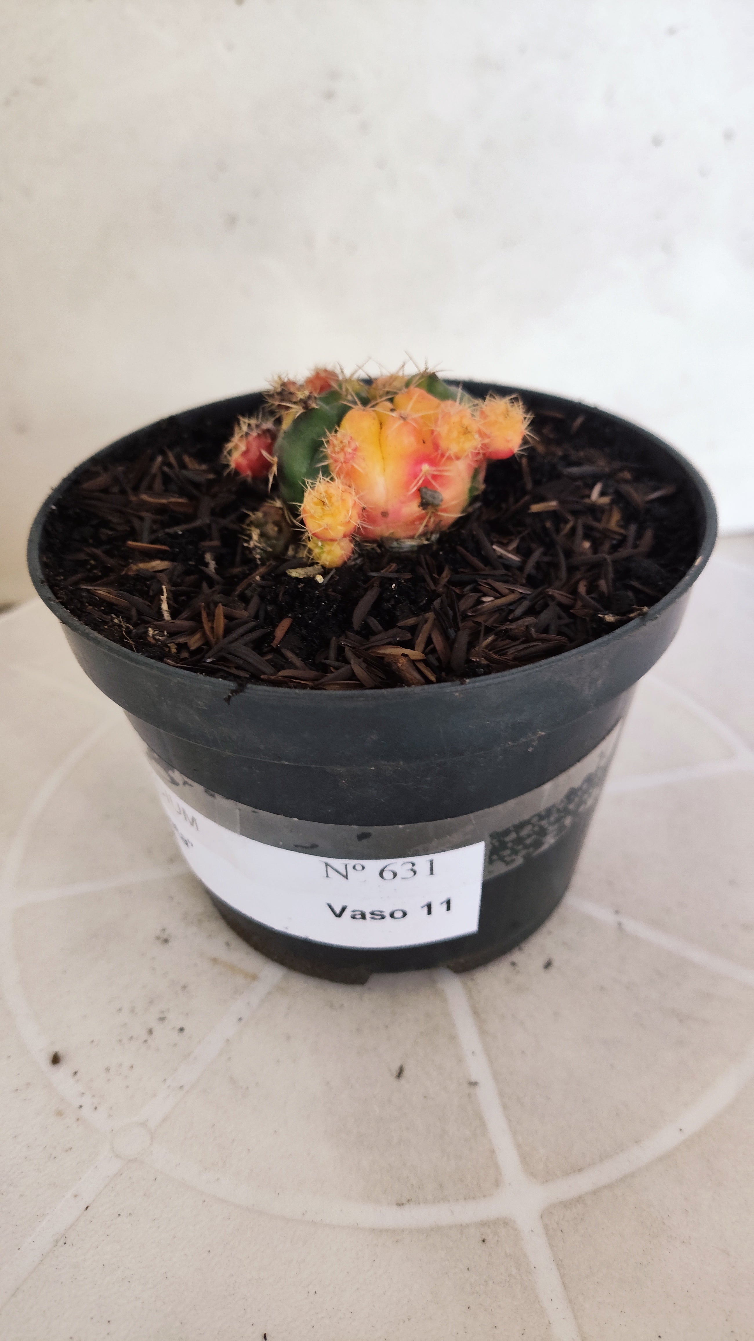 GYMNOCALYCIUM DAMSII Variegata Nº 631 – vaso 11