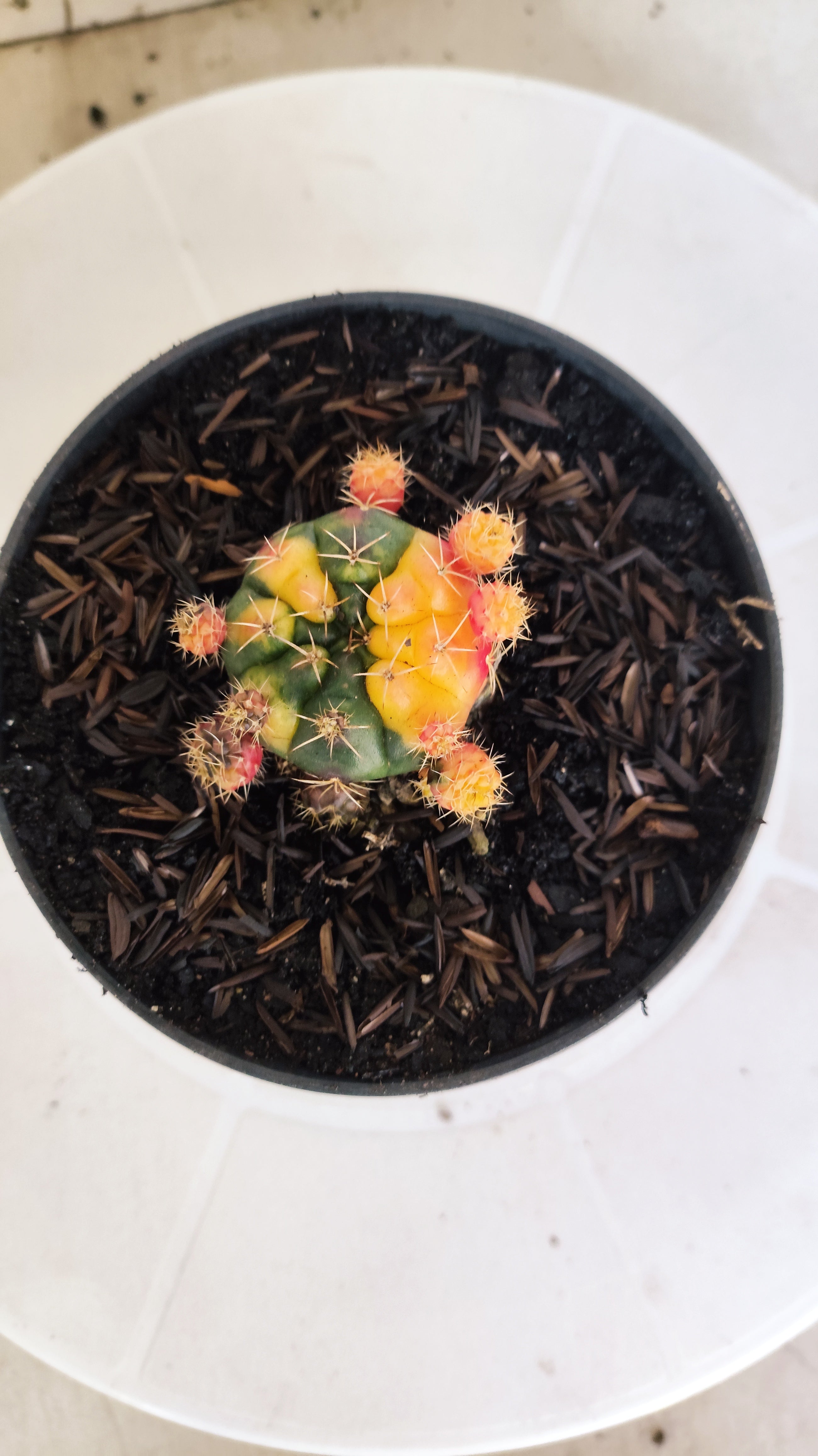 GYMNOCALYCIUM DAMSII Variegata Nº 631 – vaso 11