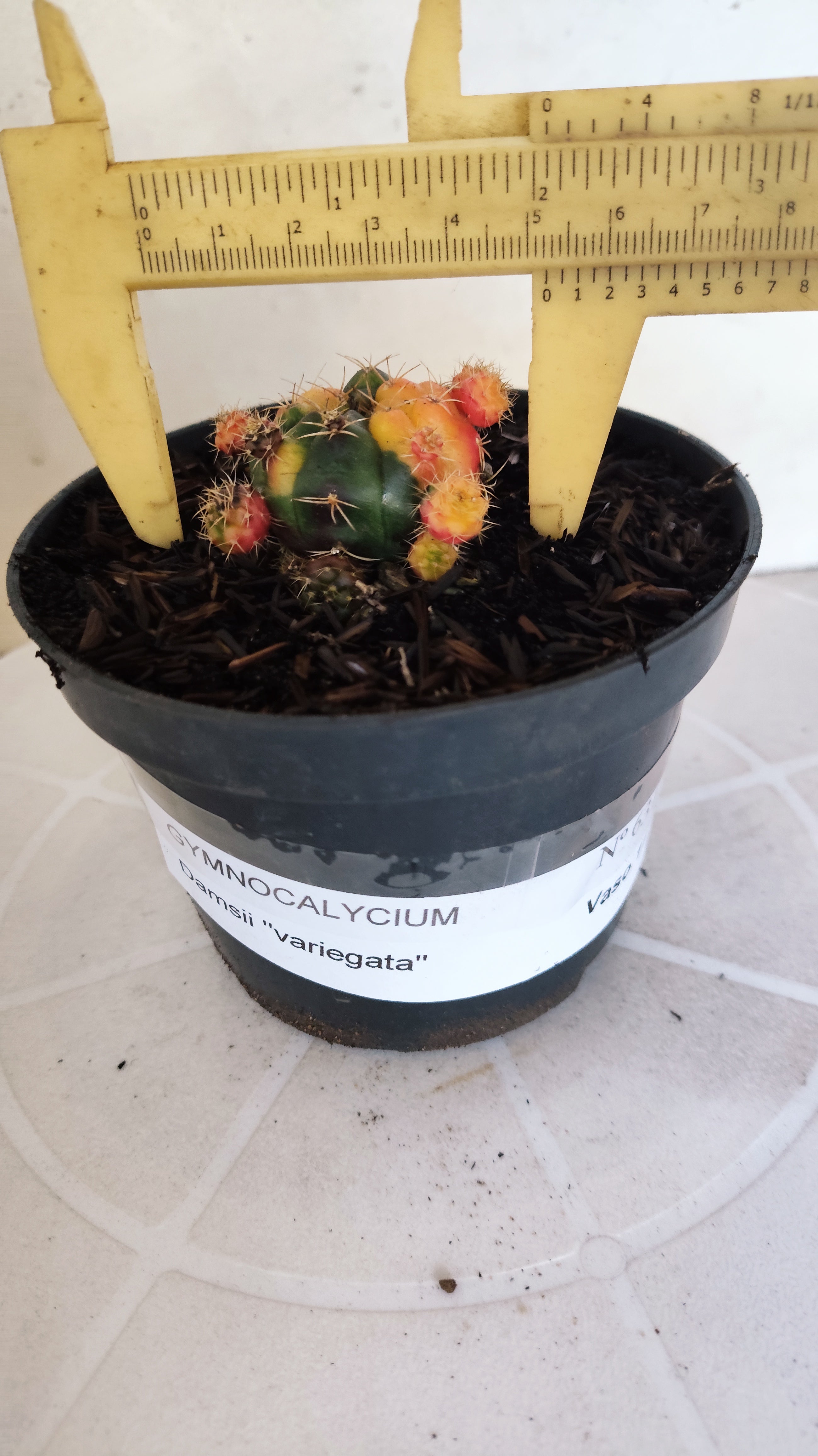 GYMNOCALYCIUM DAMSII Variegata Nº 631 – vaso 11