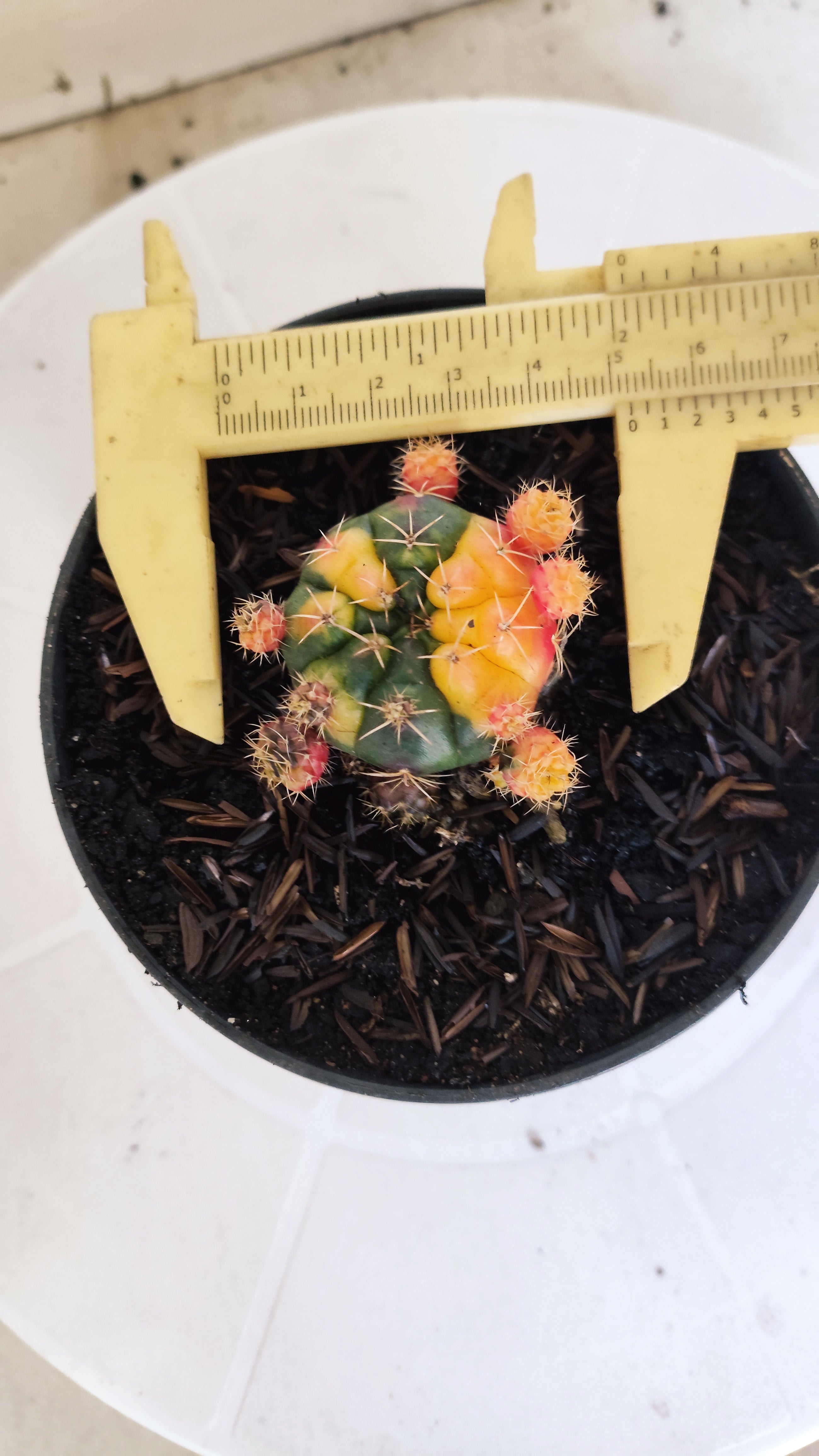 GYMNOCALYCIUM DAMSII Variegata Nº 631 – vaso 11