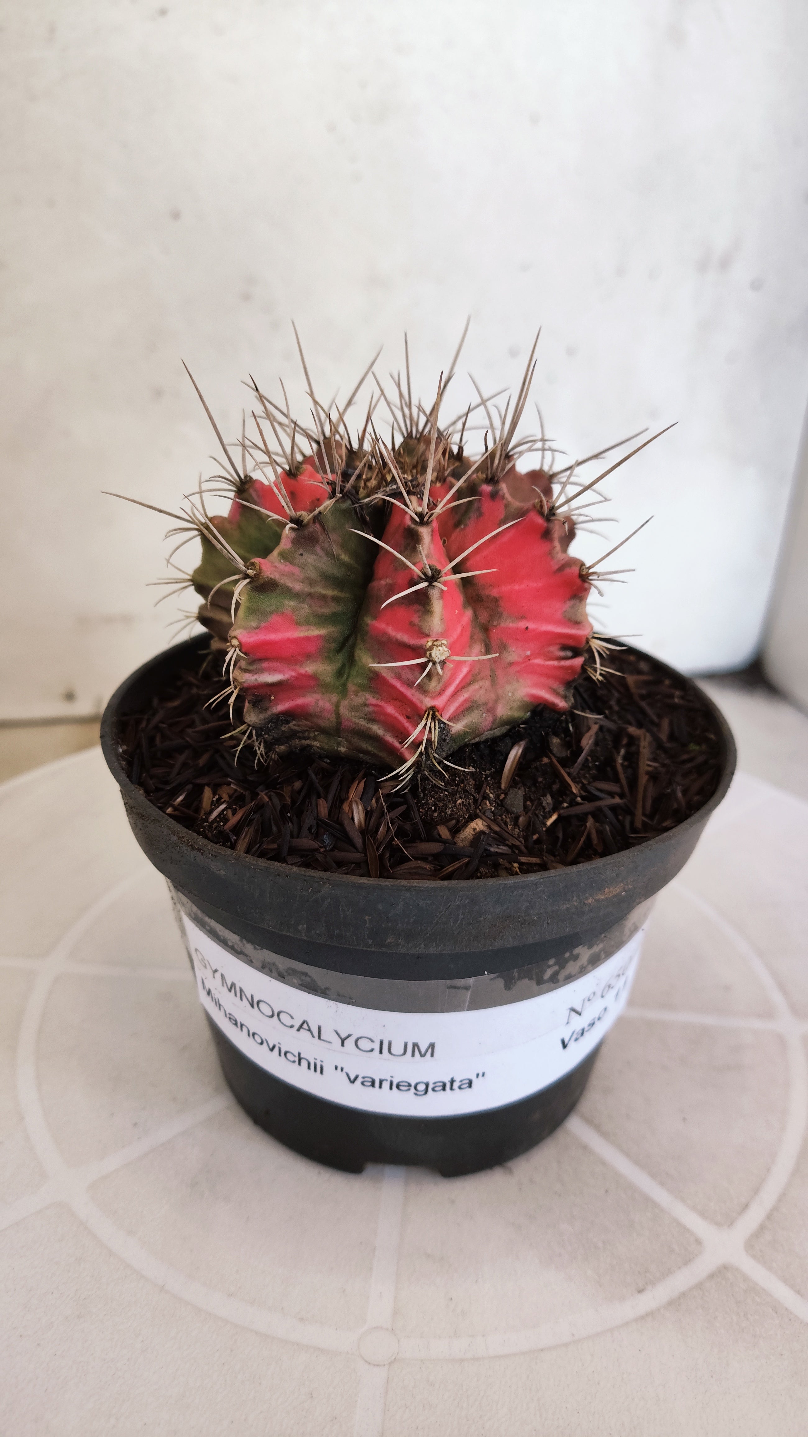 GYMNOCALYCIUM Mihanovichii "Variegata" Nº 650 – vaso 11