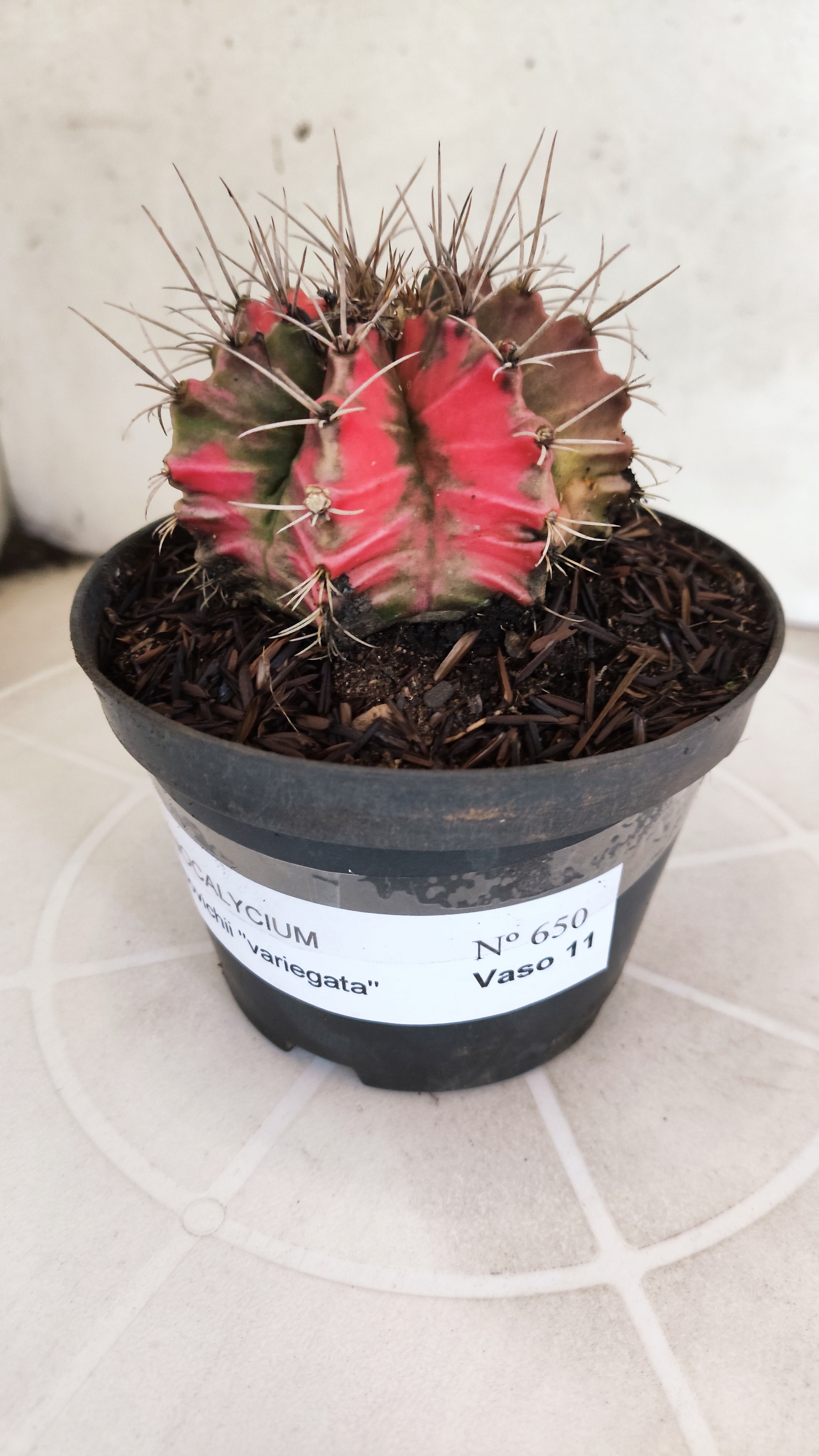 GYMNOCALYCIUM Mihanovichii "Variegata" Nº 650 – vaso 11