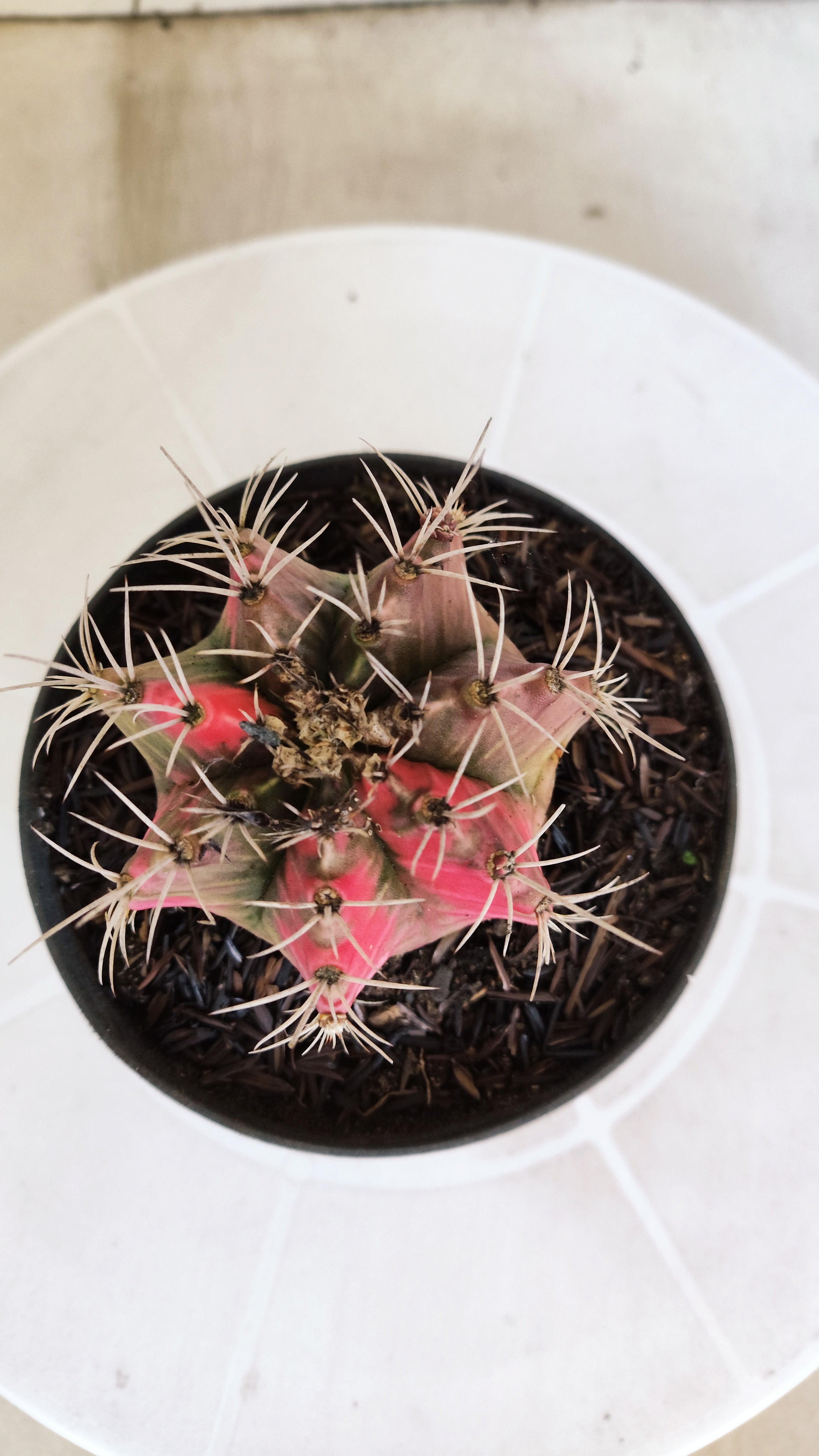 GYMNOCALYCIUM Mihanovichii "Variegata" Nº 650 – vaso 11