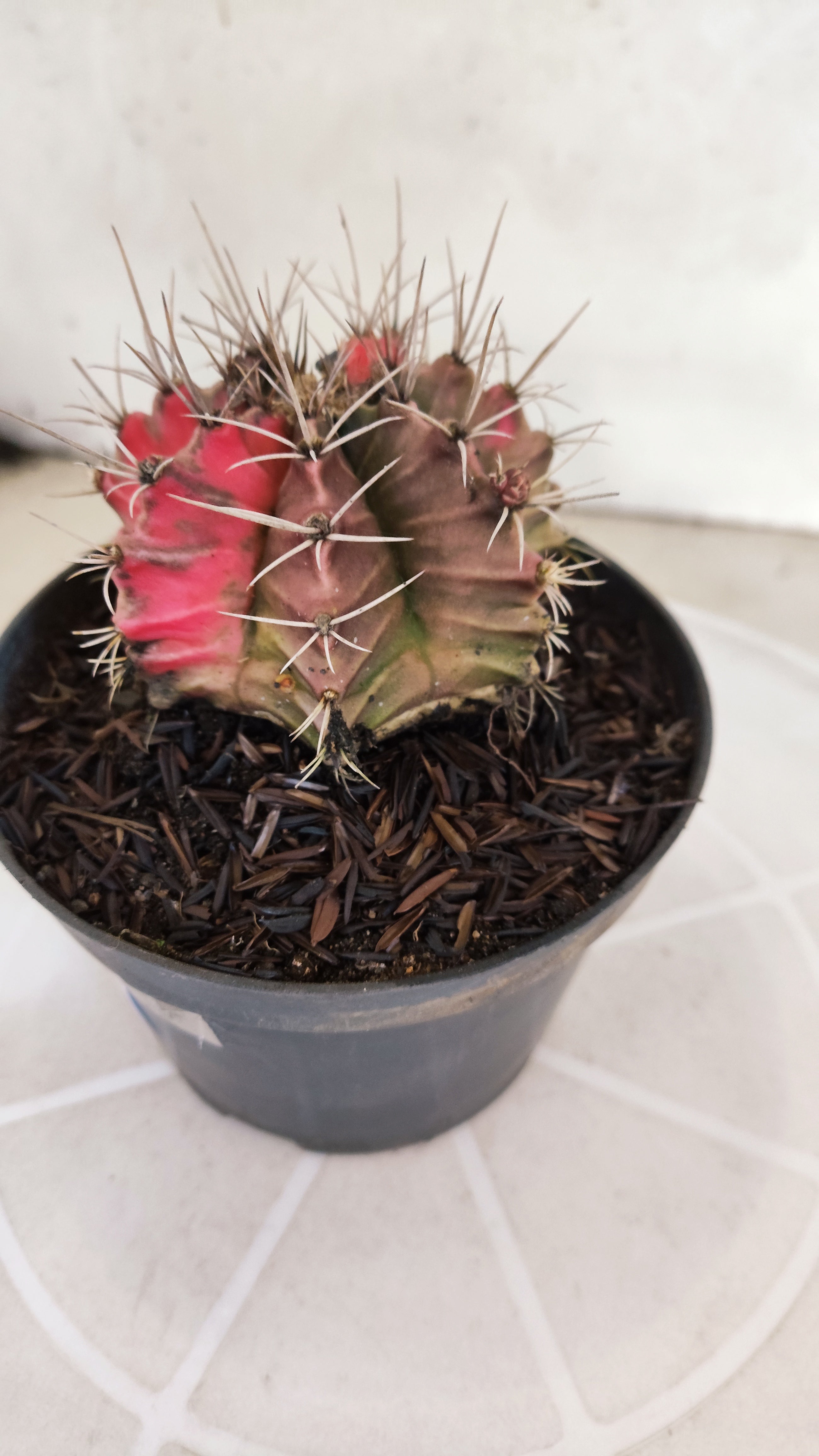 GYMNOCALYCIUM Mihanovichii "Variegata" Nº 650 – vaso 11