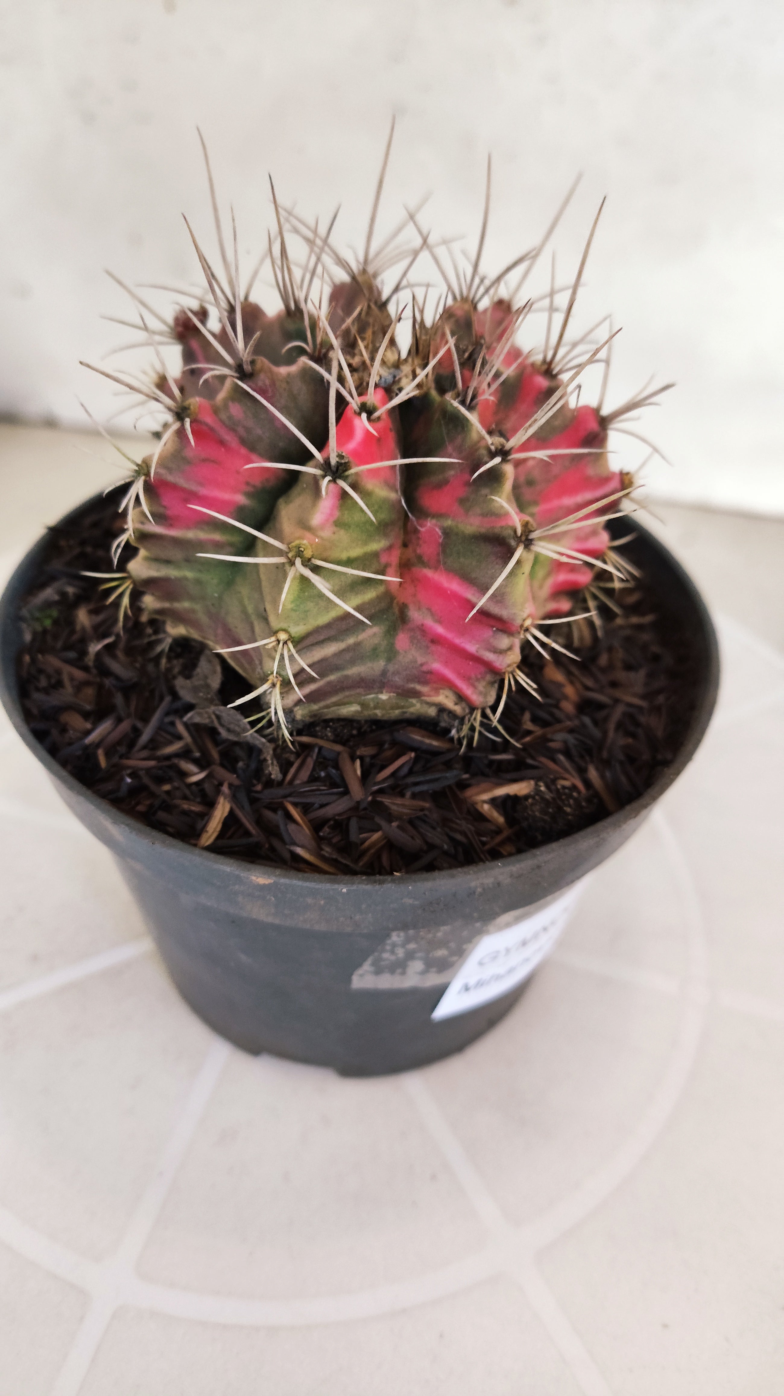 GYMNOCALYCIUM Mihanovichii "Variegata" Nº 650 – vaso 11