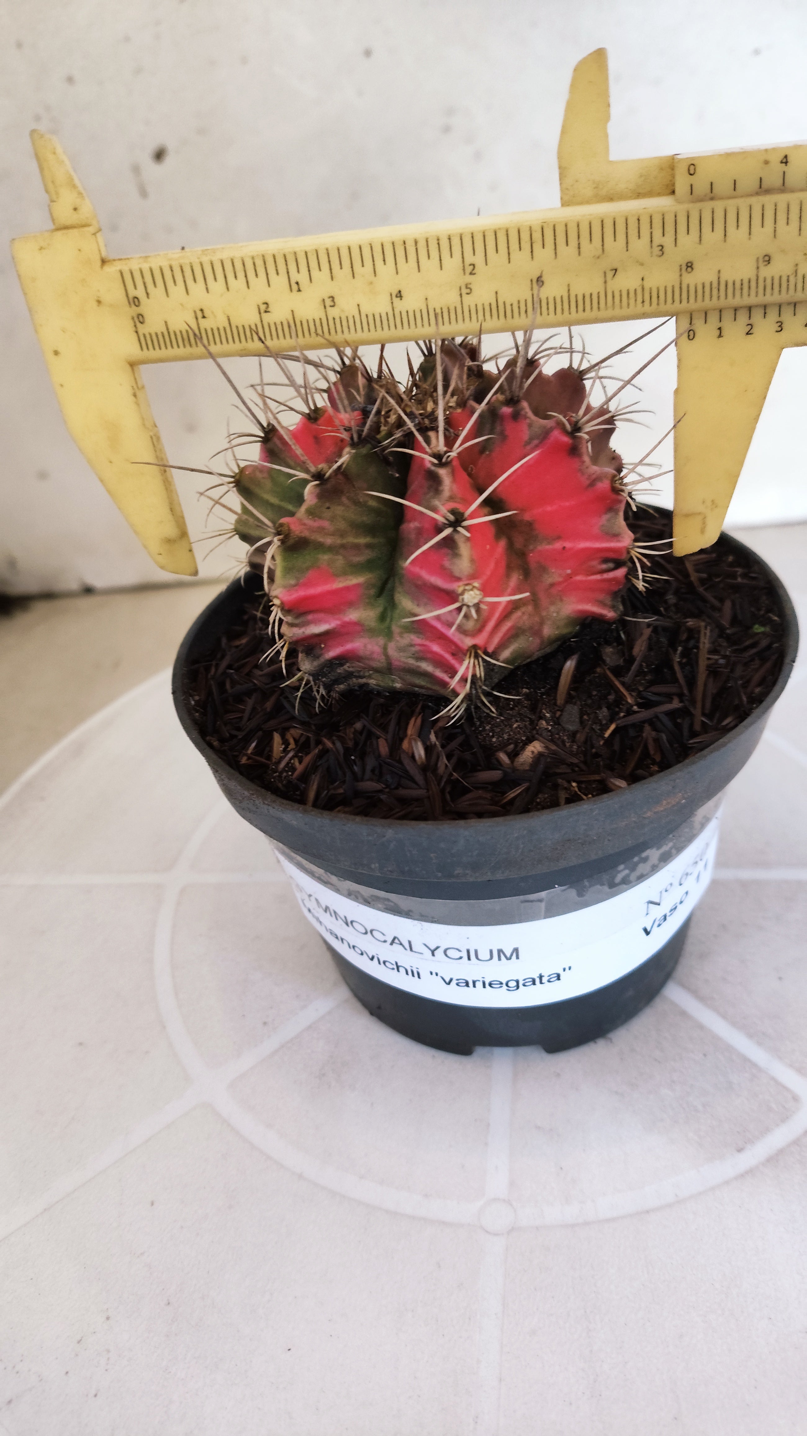 GYMNOCALYCIUM Mihanovichii "Variegata" Nº 650 – vaso 11