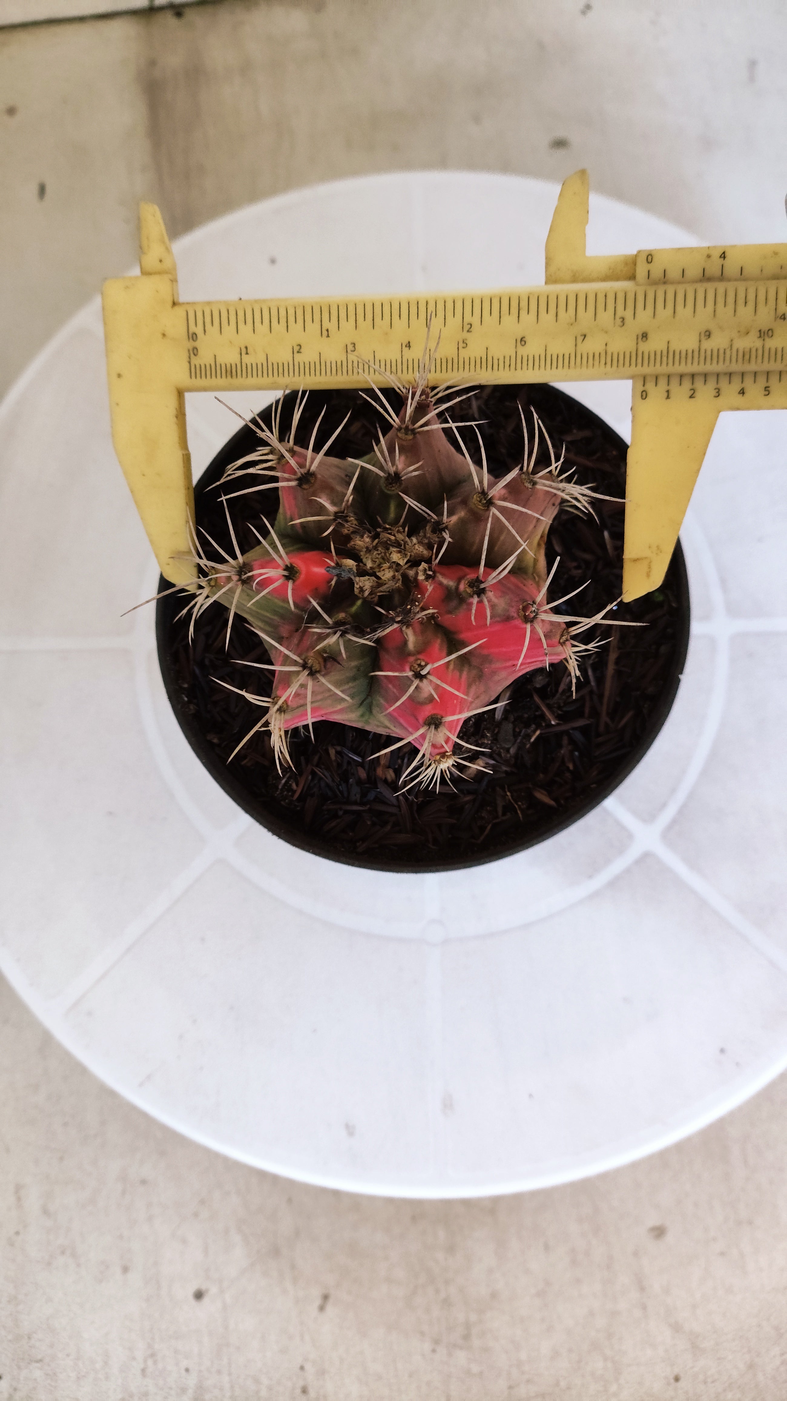 GYMNOCALYCIUM Mihanovichii "Variegata" Nº 650 – vaso 11