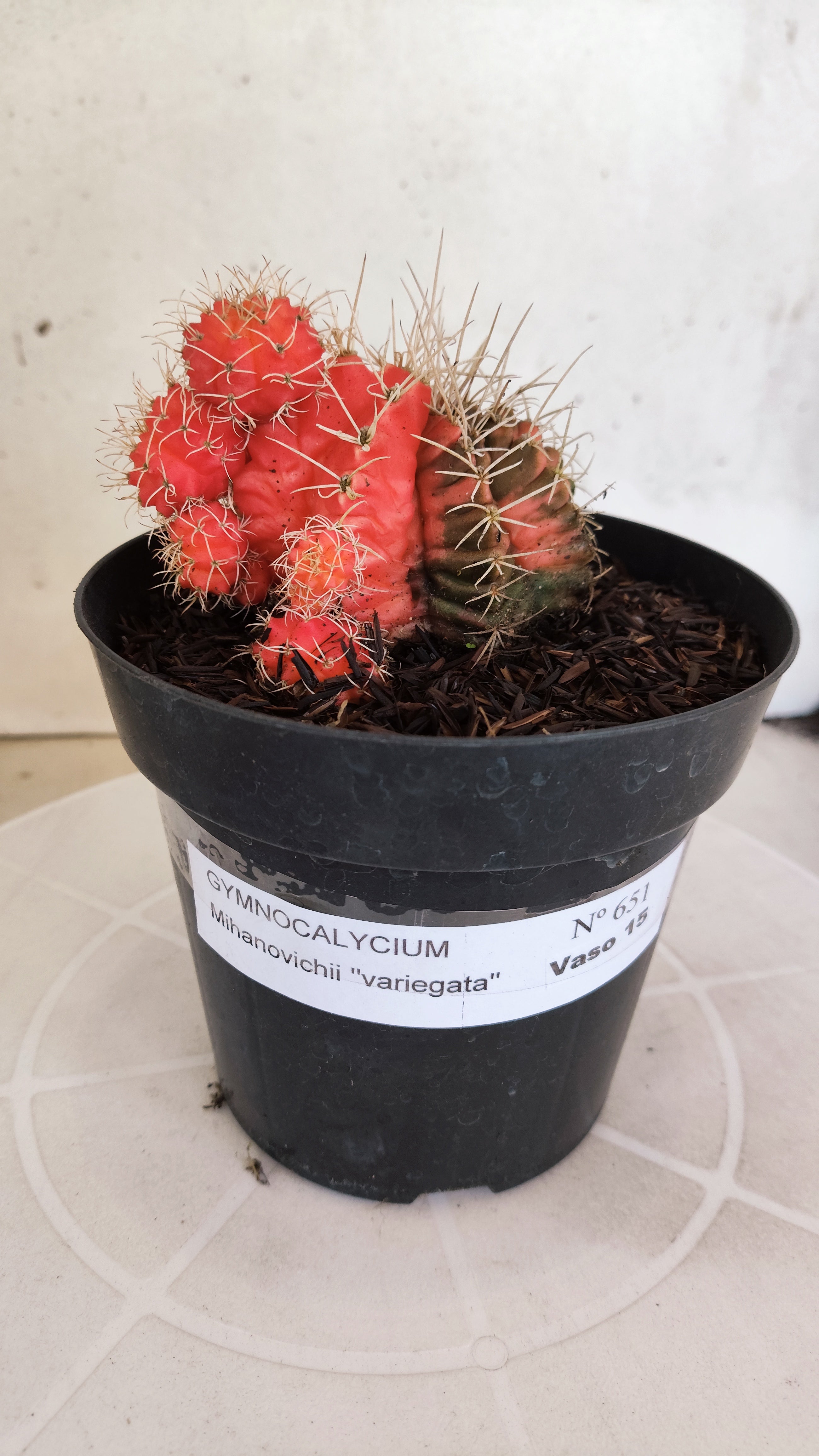 GYMNOCALYCIUM Mihanovichii "Variegata" Nº 651 – vaso 15