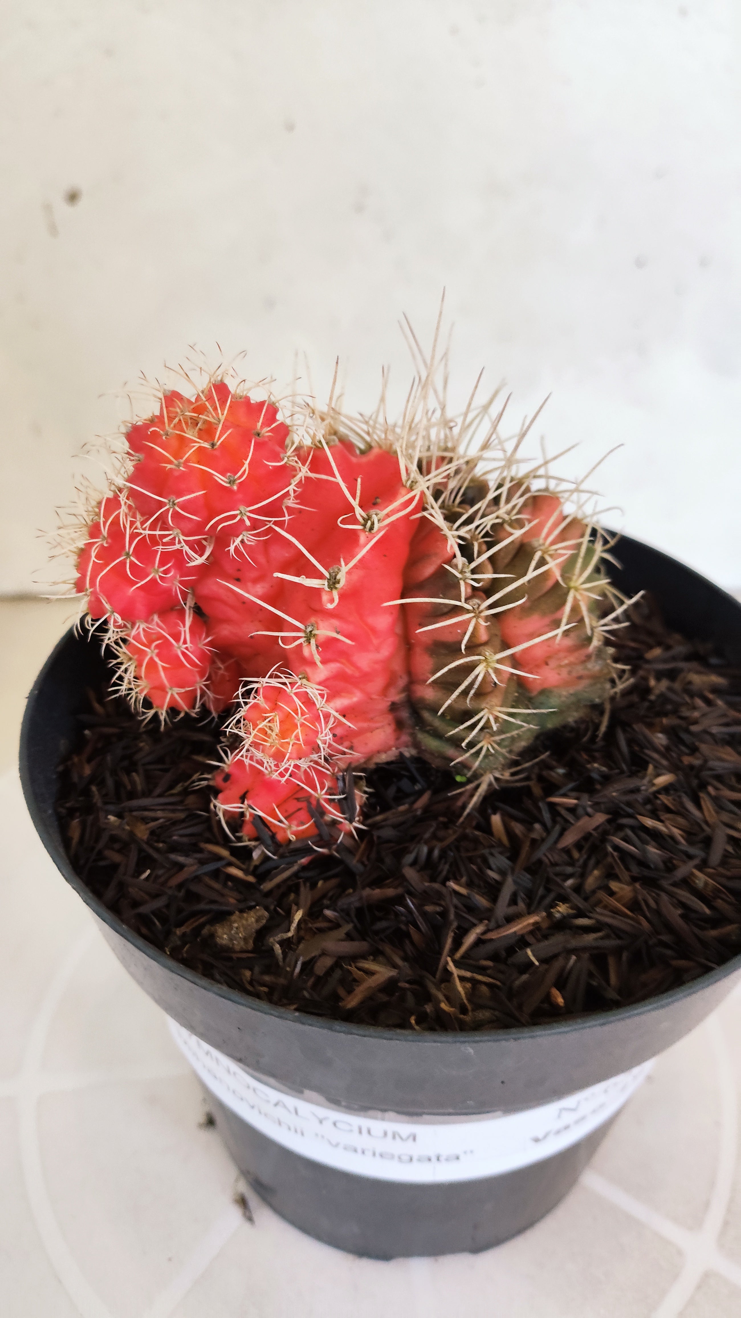 GYMNOCALYCIUM Mihanovichii "Variegata" Nº 651 – vaso 15