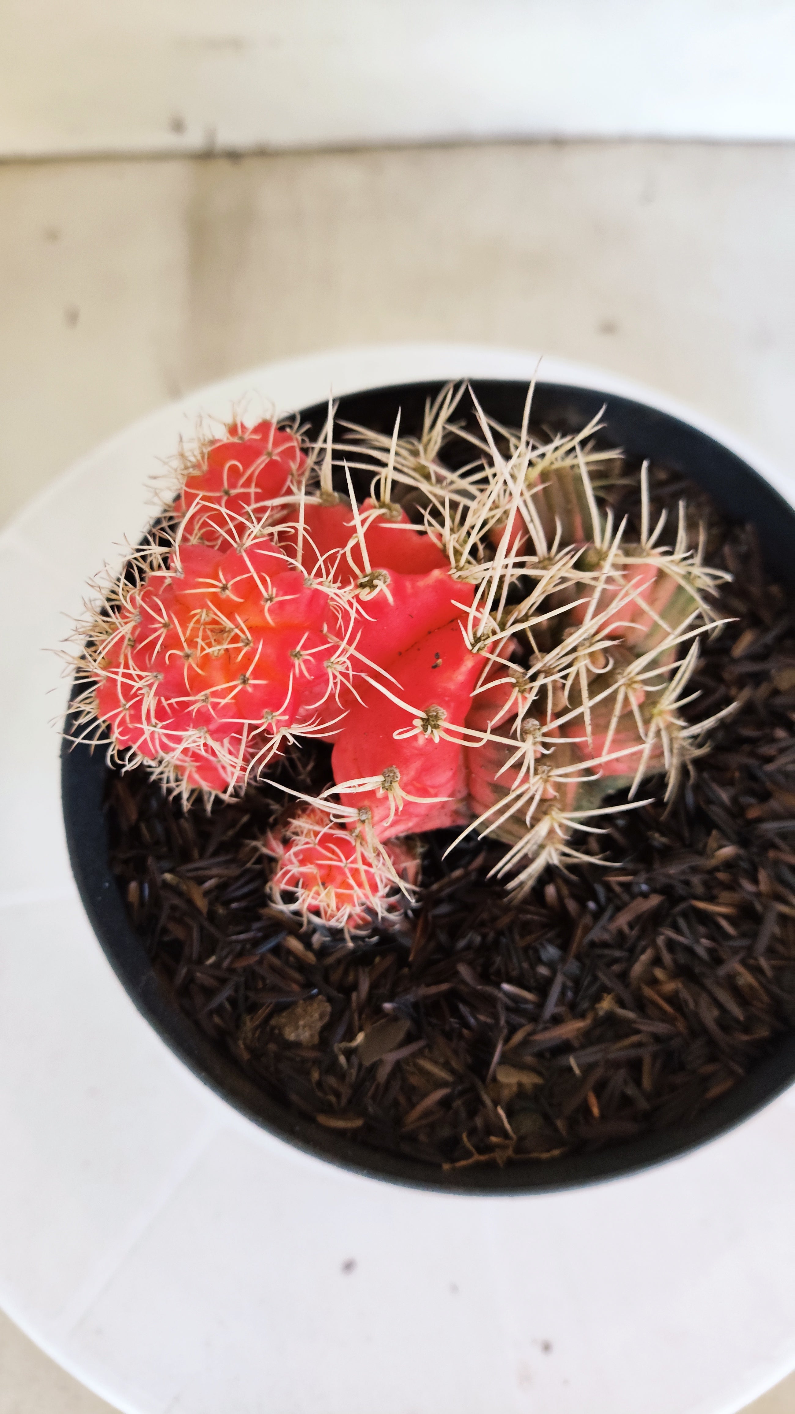 GYMNOCALYCIUM Mihanovichii "Variegata" Nº 651 – vaso 15