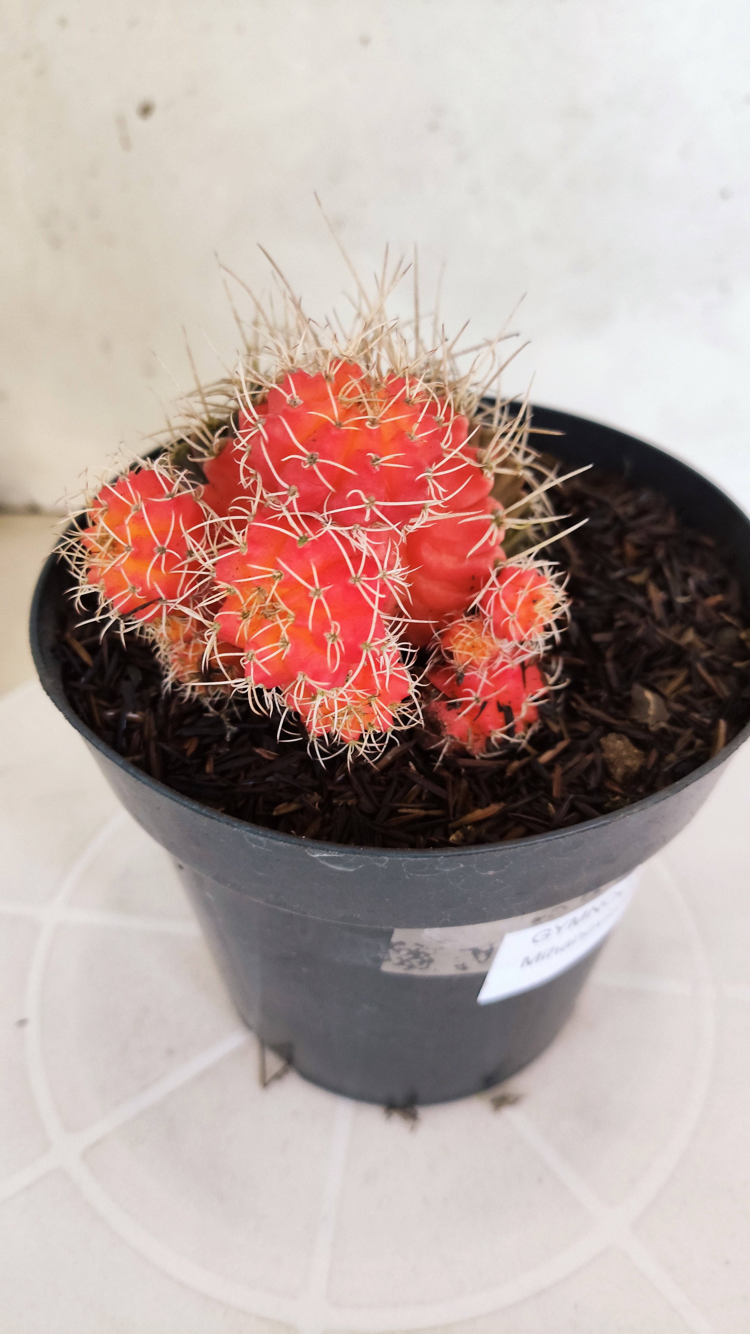 GYMNOCALYCIUM Mihanovichii "Variegata" Nº 651 – vaso 15