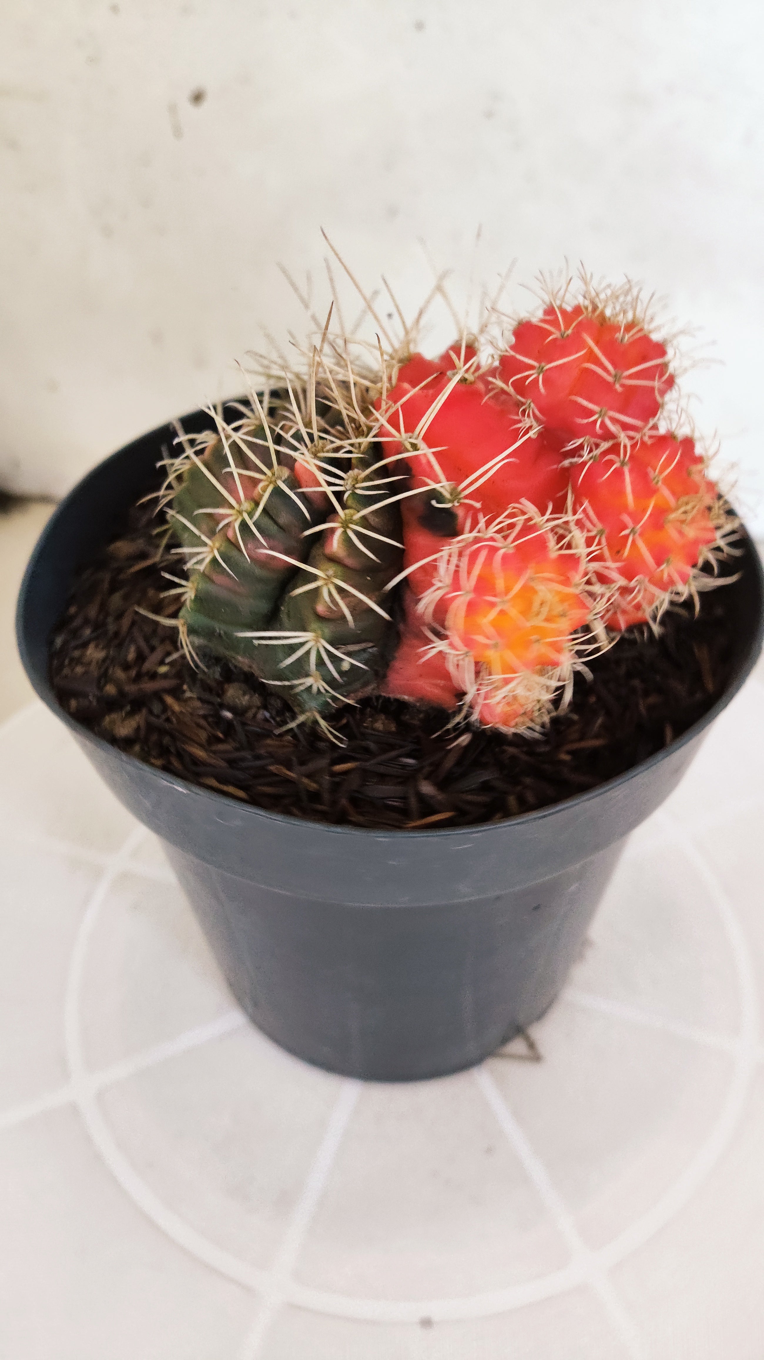 GYMNOCALYCIUM Mihanovichii "Variegata" Nº 651 – vaso 15