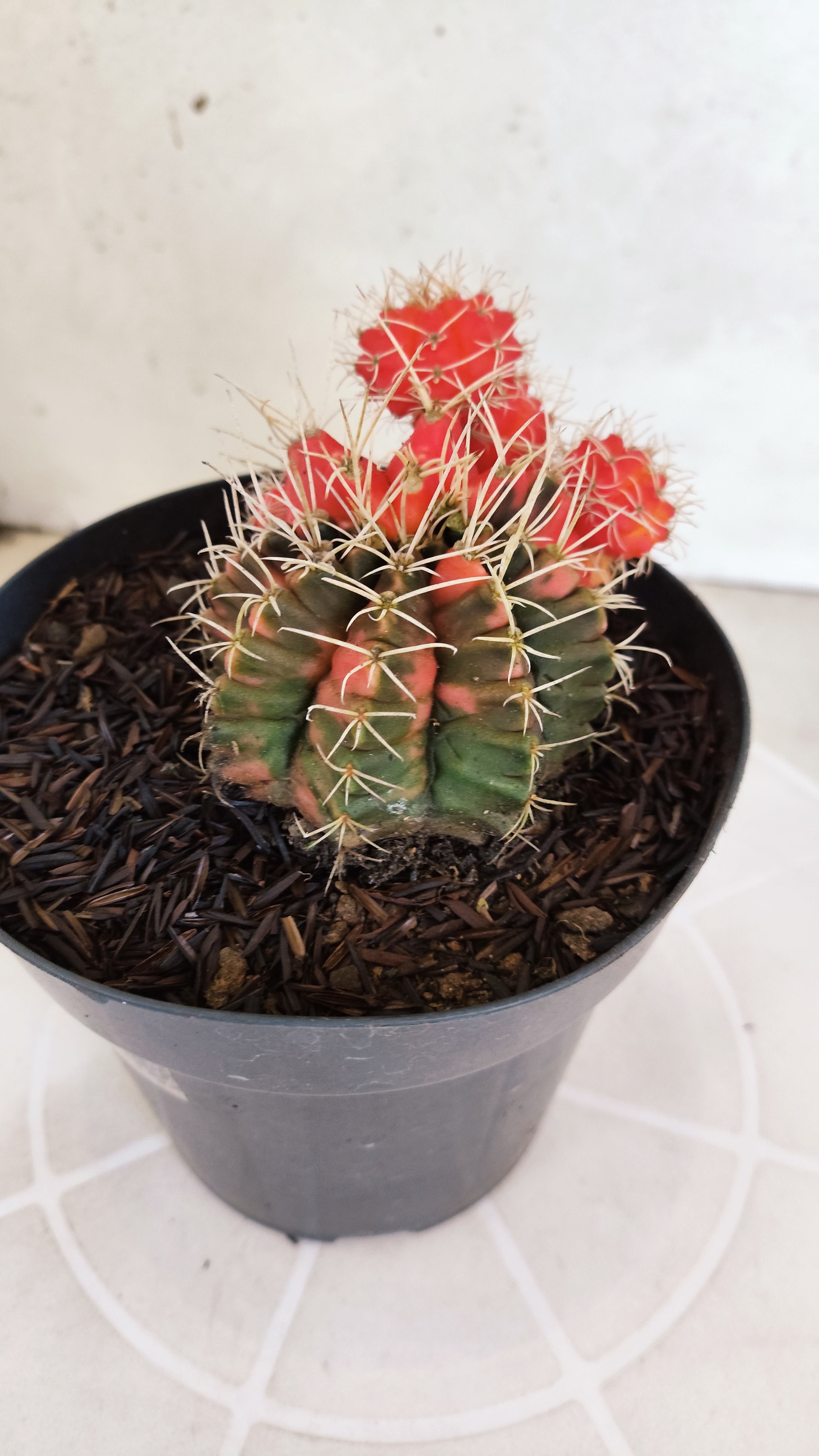 GYMNOCALYCIUM Mihanovichii "Variegata" Nº 651 – vaso 15