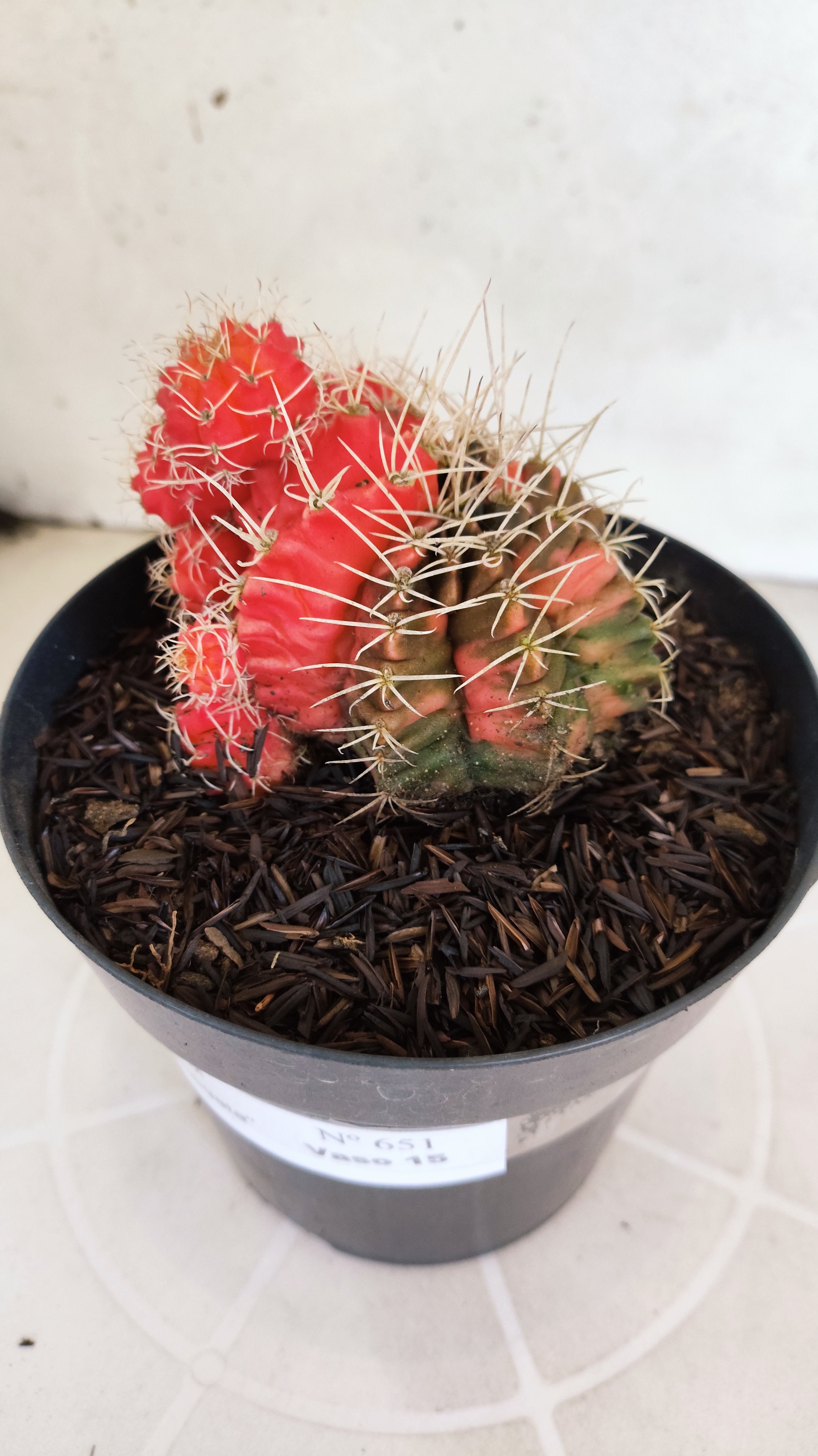 GYMNOCALYCIUM Mihanovichii "Variegata" Nº 651 – vaso 15