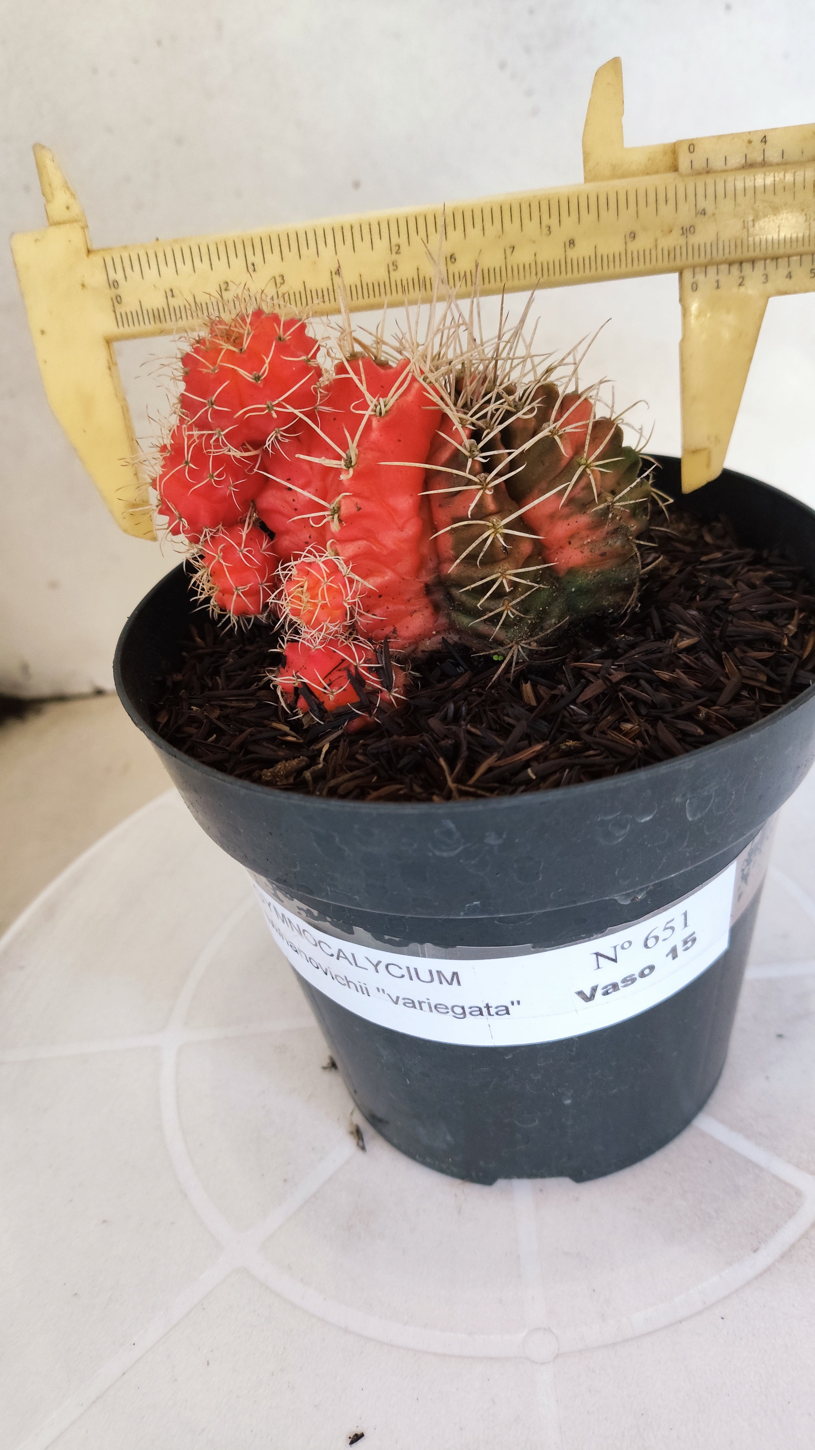 GYMNOCALYCIUM Mihanovichii "Variegata" Nº 651 – vaso 15