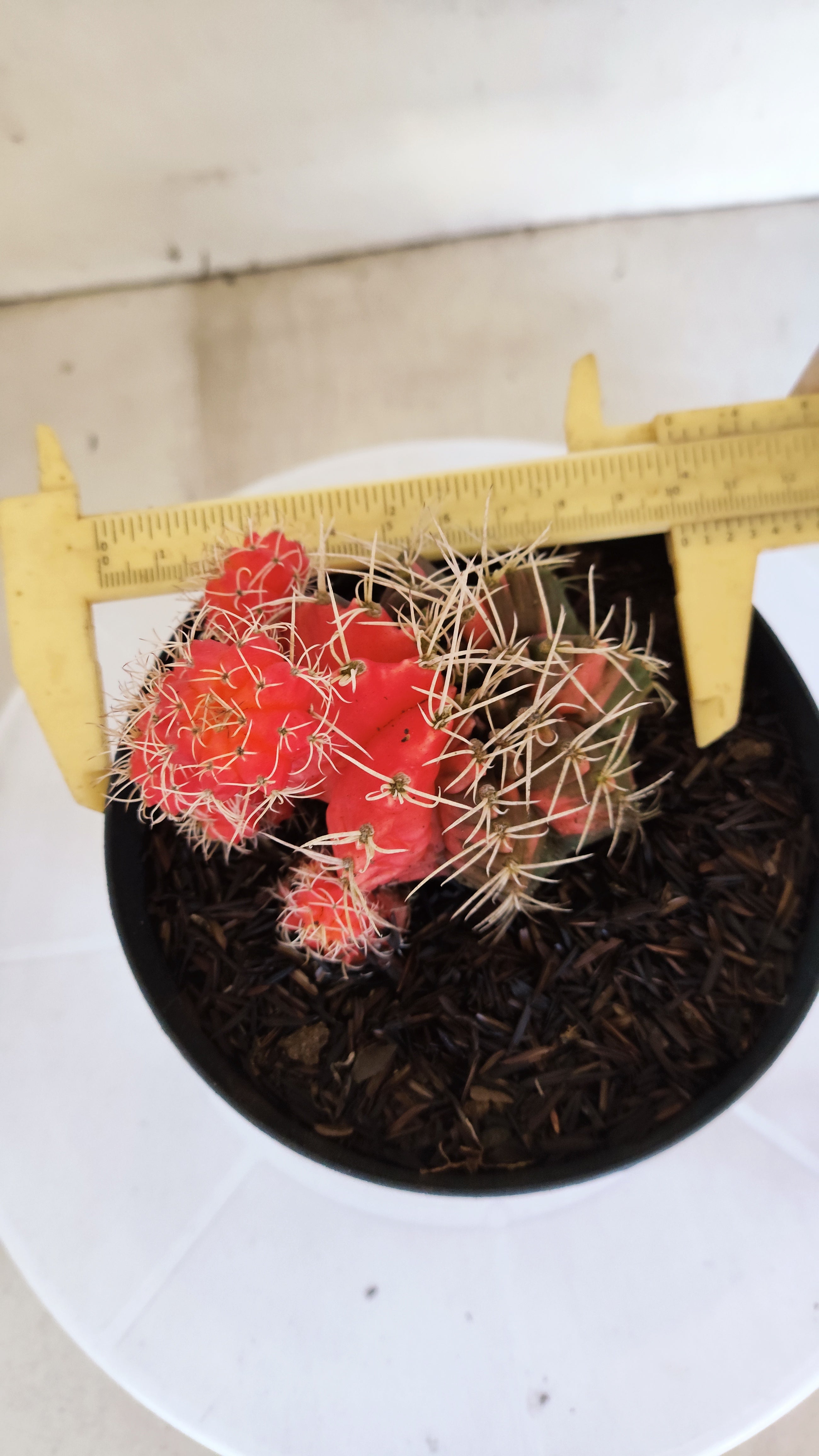 GYMNOCALYCIUM Mihanovichii "Variegata" Nº 651 – vaso 15