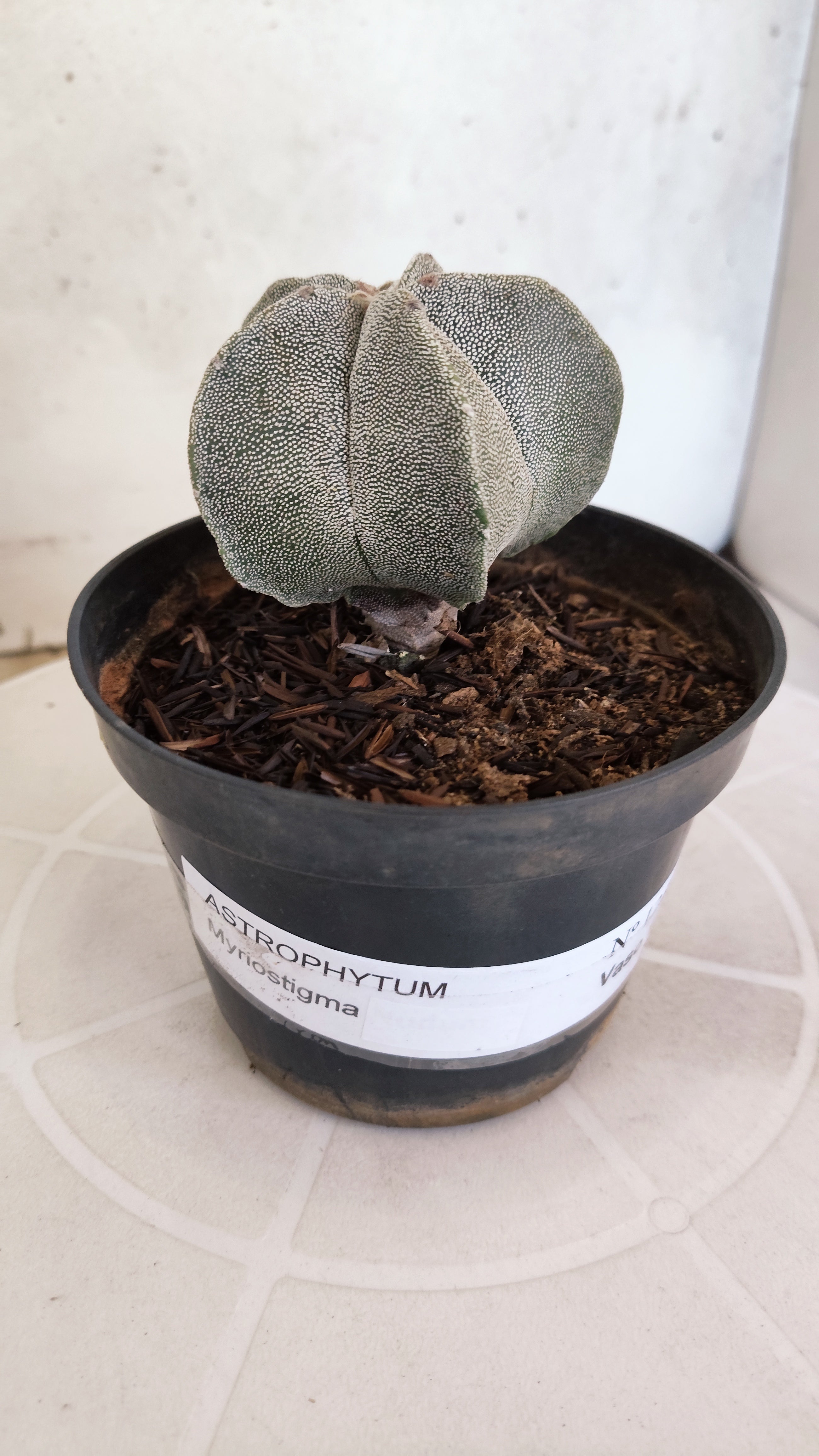 ASTROPHYTUM MYRIOSTIGMA Nº 1238 – vaso 11