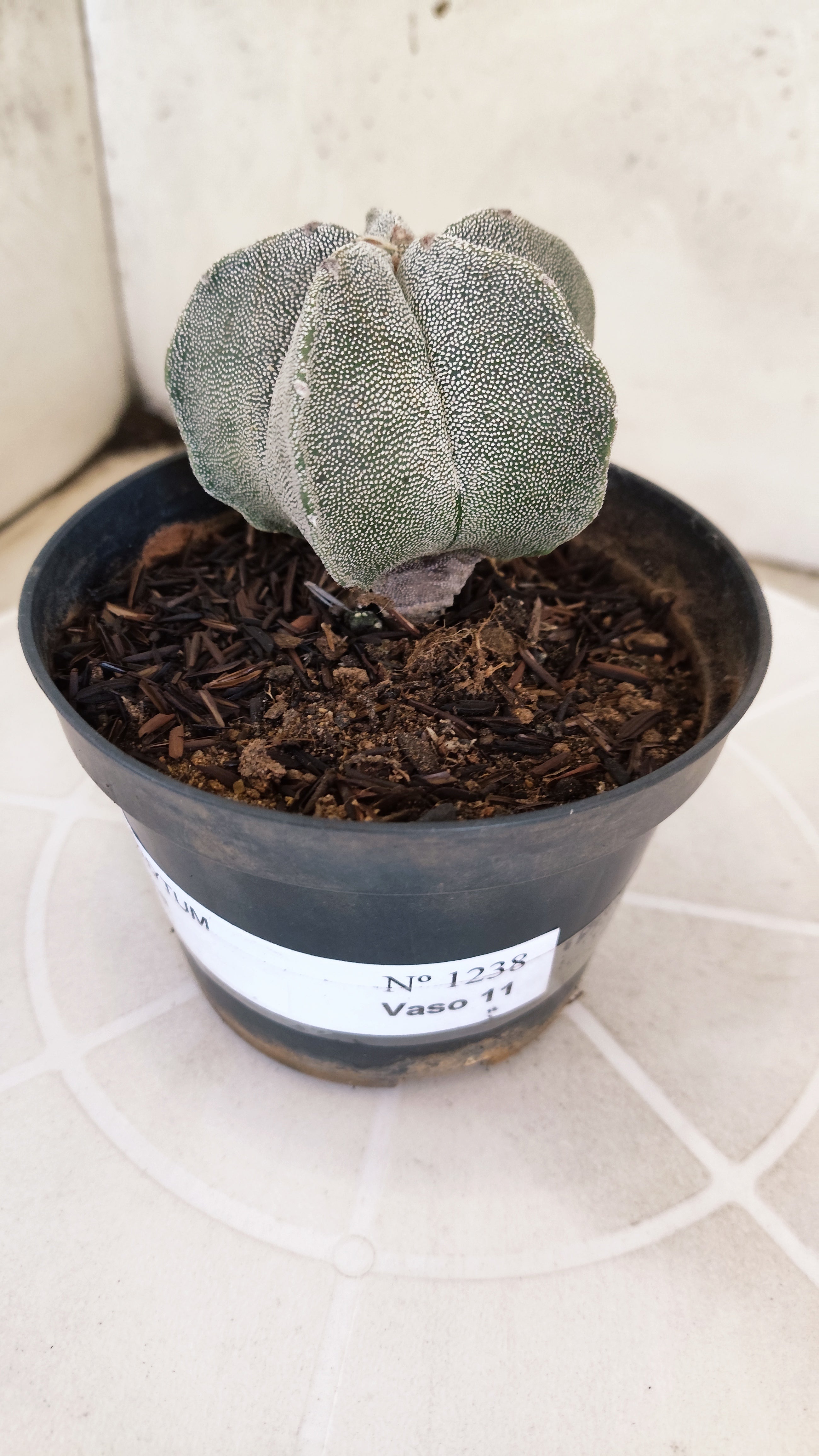 ASTROPHYTUM MYRIOSTIGMA Nº 1238 – vaso 11