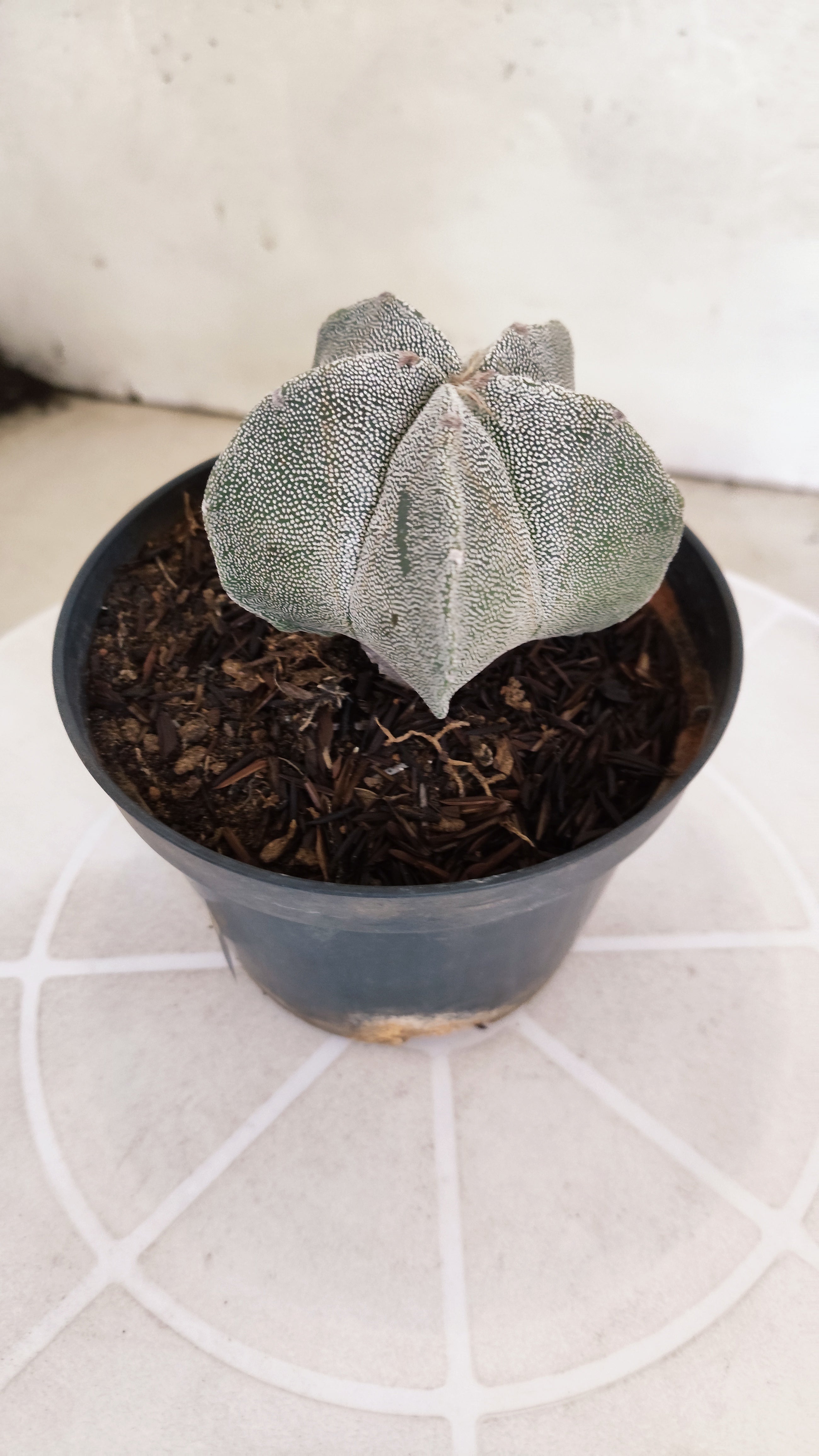 ASTROPHYTUM MYRIOSTIGMA Nº 1238 – vaso 11