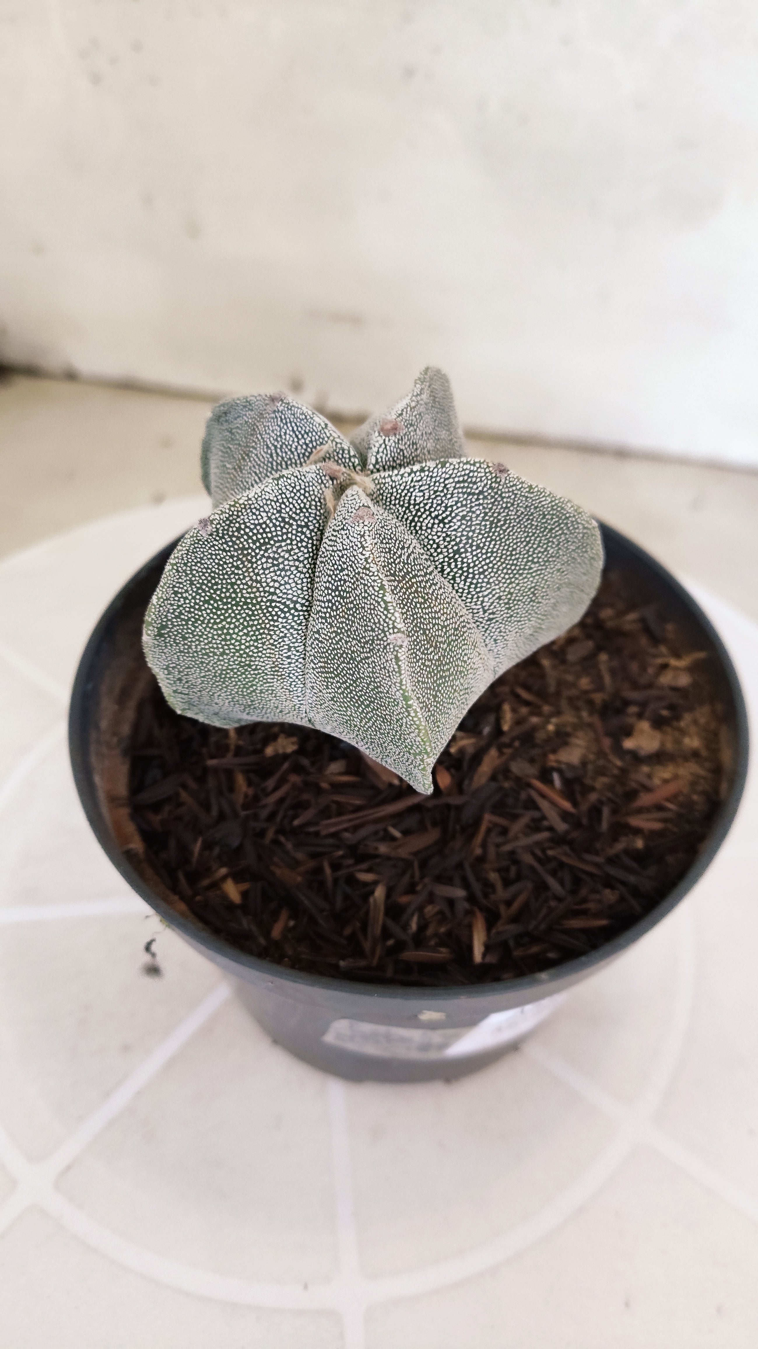 ASTROPHYTUM MYRIOSTIGMA Nº 1238 – vaso 11