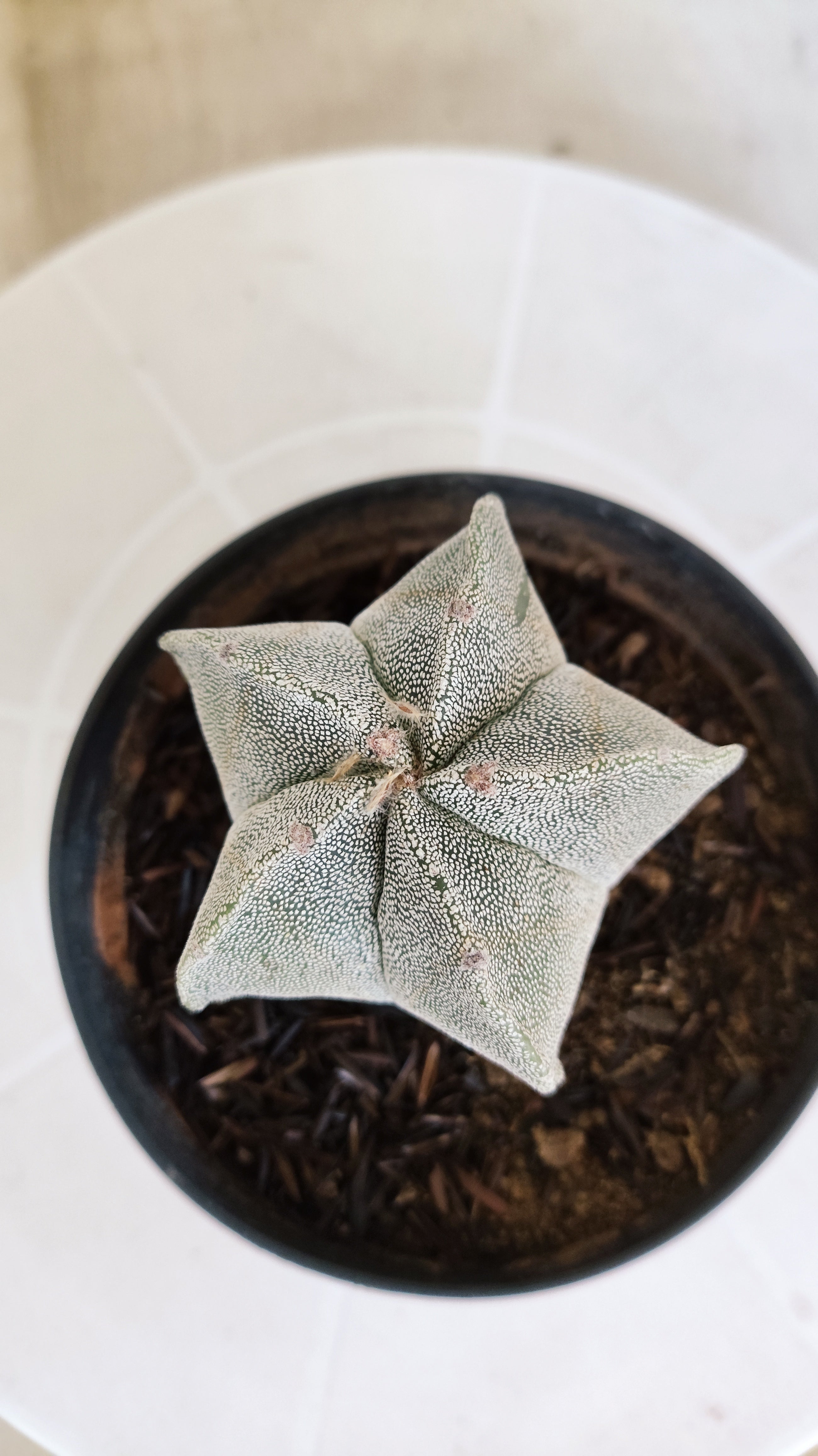 ASTROPHYTUM MYRIOSTIGMA Nº 1238 – vaso 11