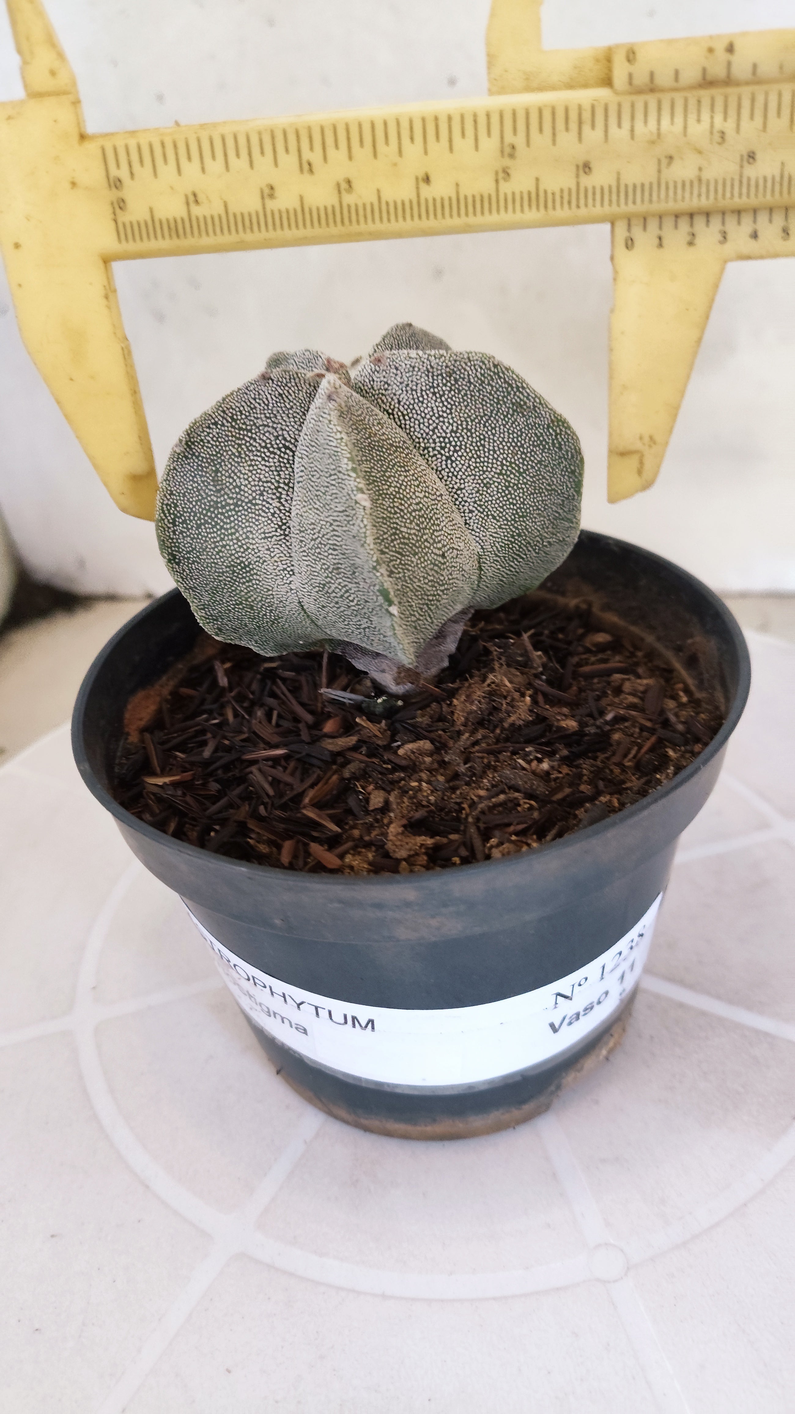 ASTROPHYTUM MYRIOSTIGMA Nº 1238 – vaso 11