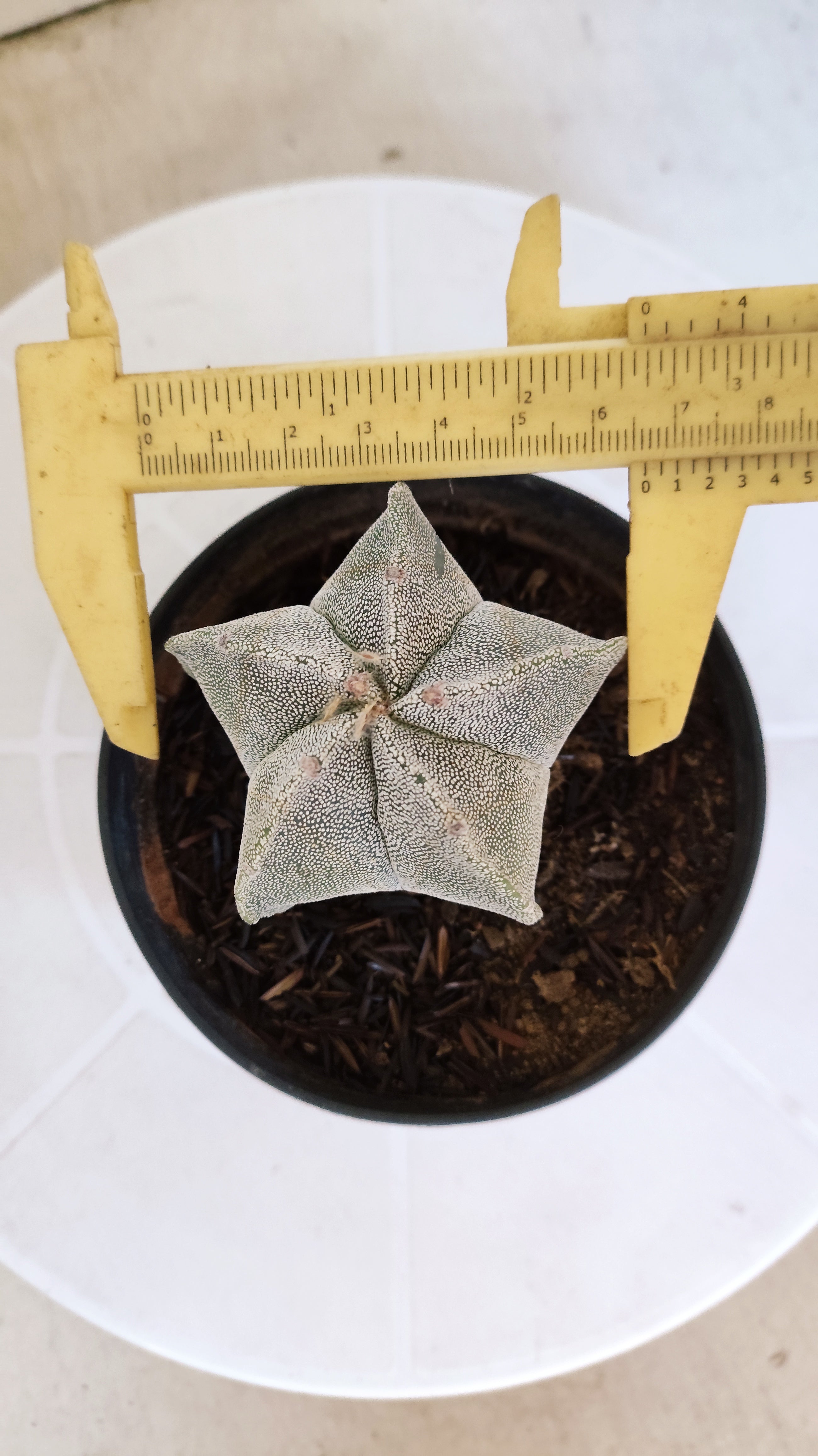 ASTROPHYTUM MYRIOSTIGMA Nº 1238 – vaso 11