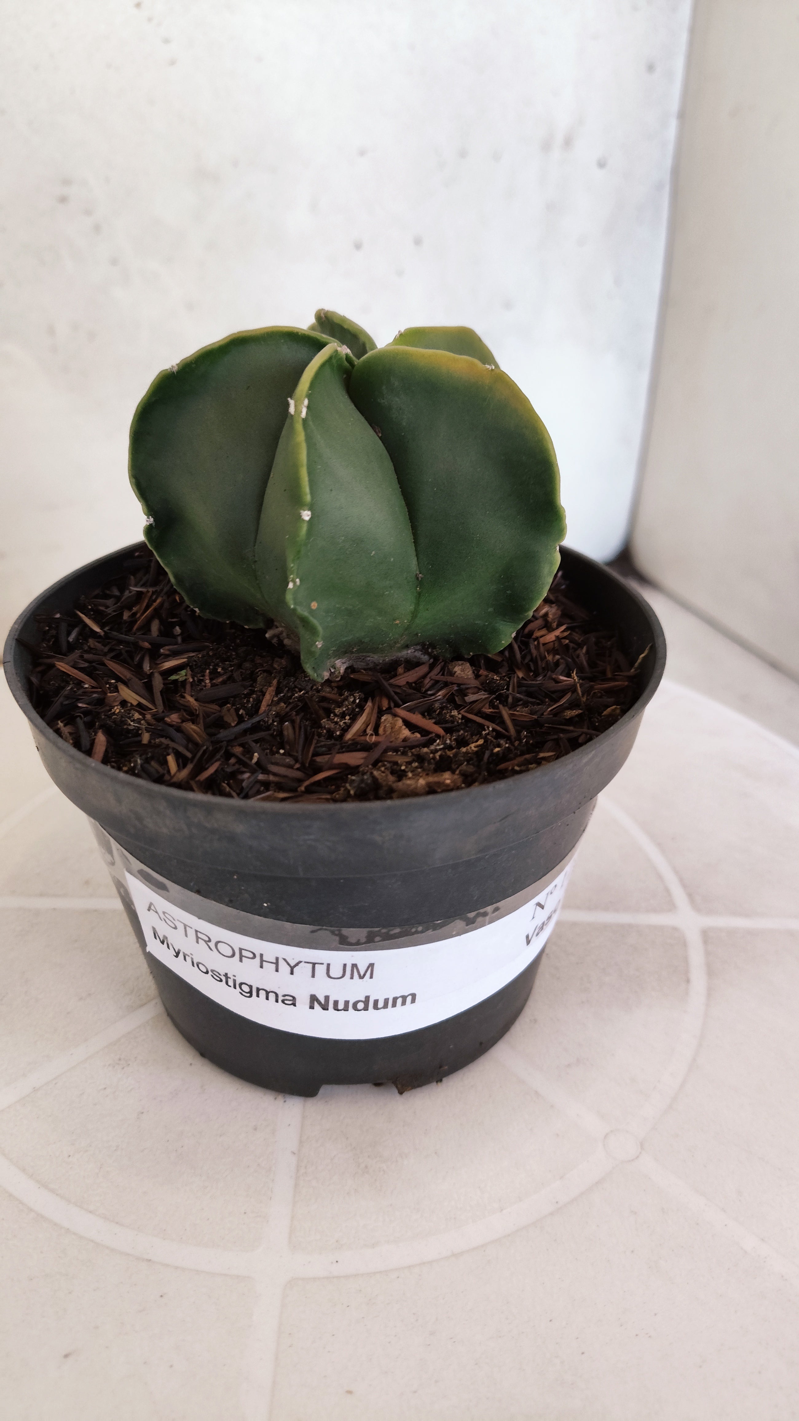 ASTROPHYTUM MYRIOSTIGMA "Nudum" Nº 1239 – vaso 11