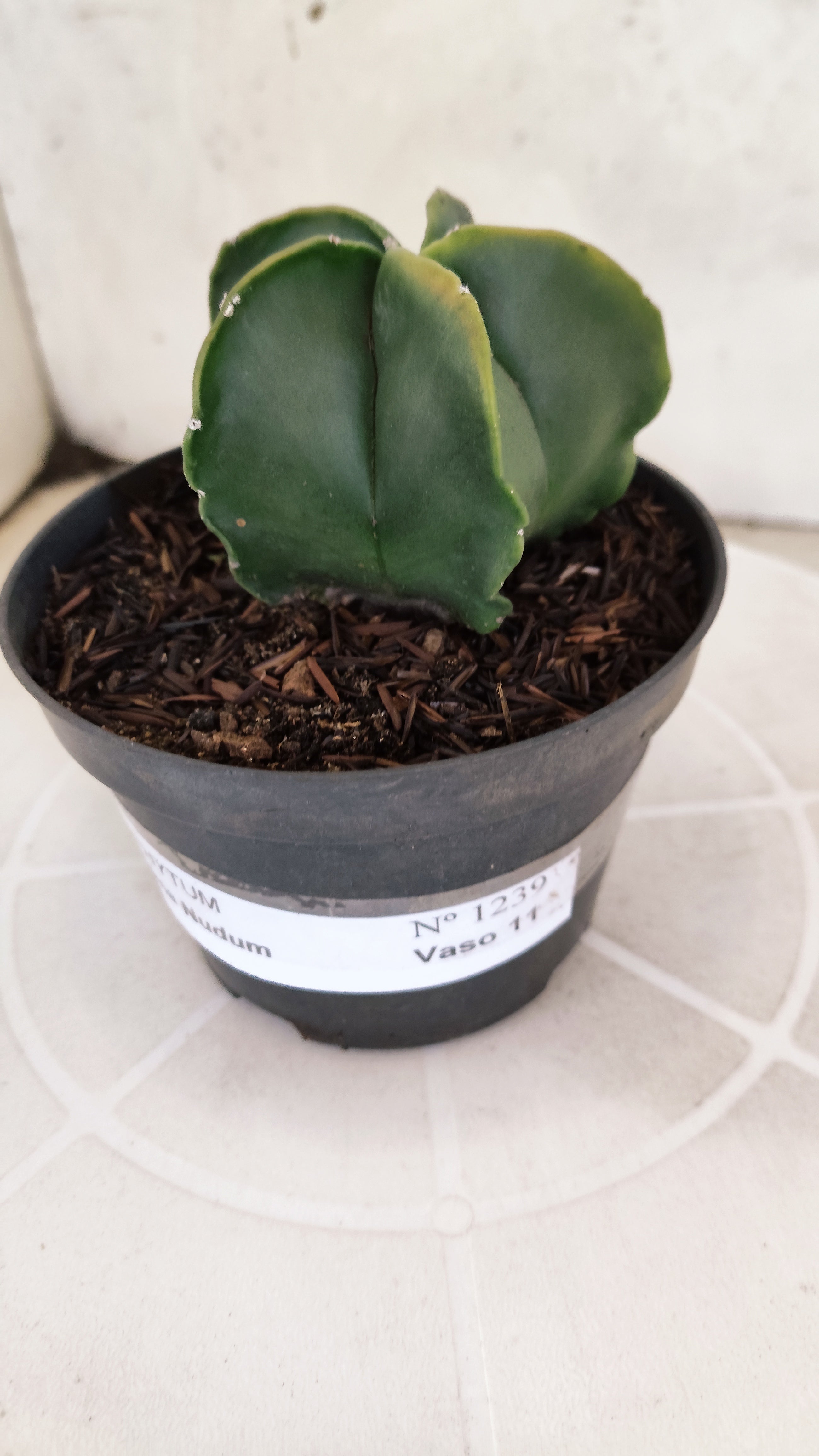 ASTROPHYTUM MYRIOSTIGMA "Nudum" Nº 1239 – vaso 11
