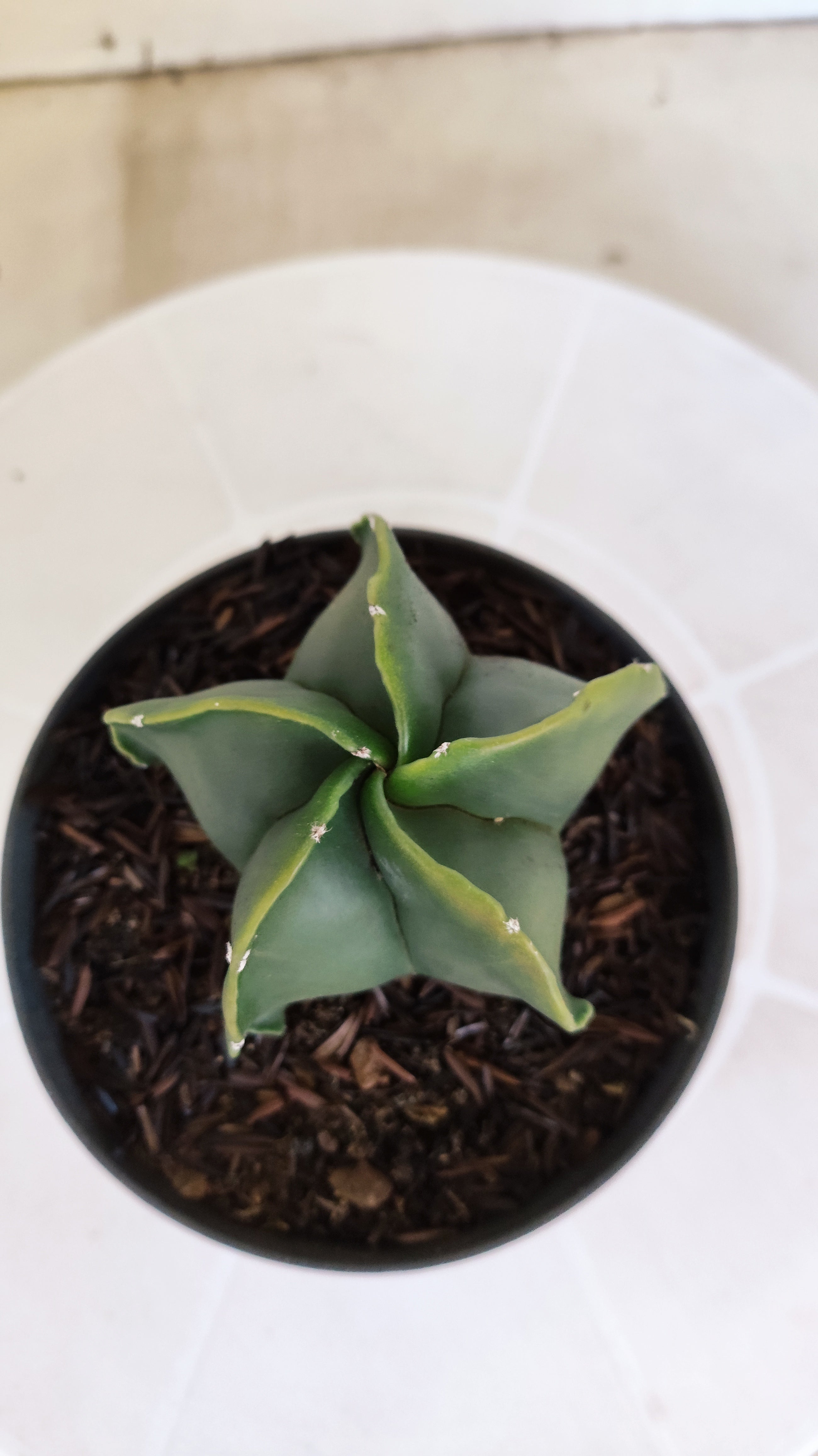 ASTROPHYTUM MYRIOSTIGMA "Nudum" Nº 1239 – vaso 11