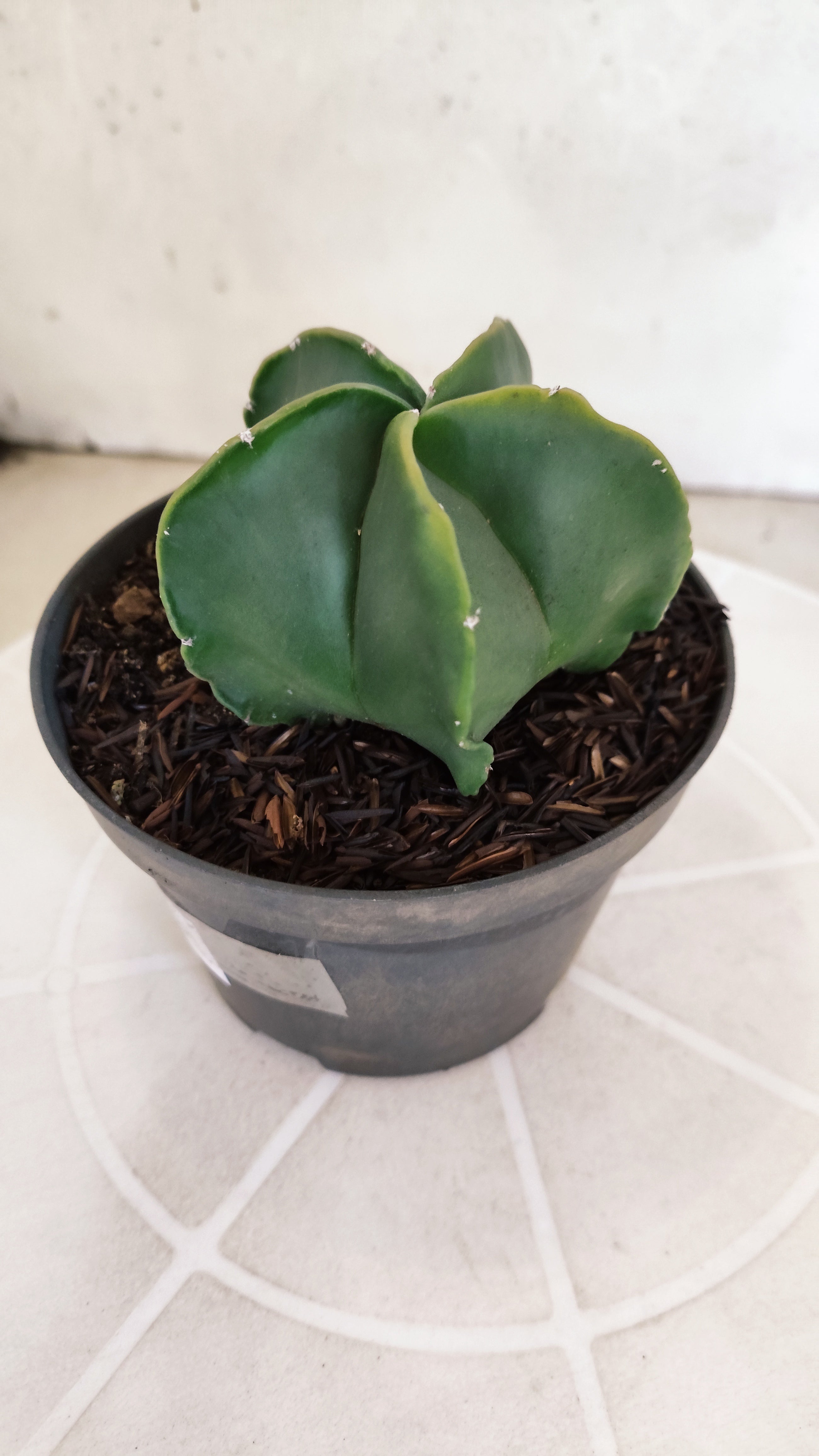 ASTROPHYTUM MYRIOSTIGMA "Nudum" Nº 1239 – vaso 11