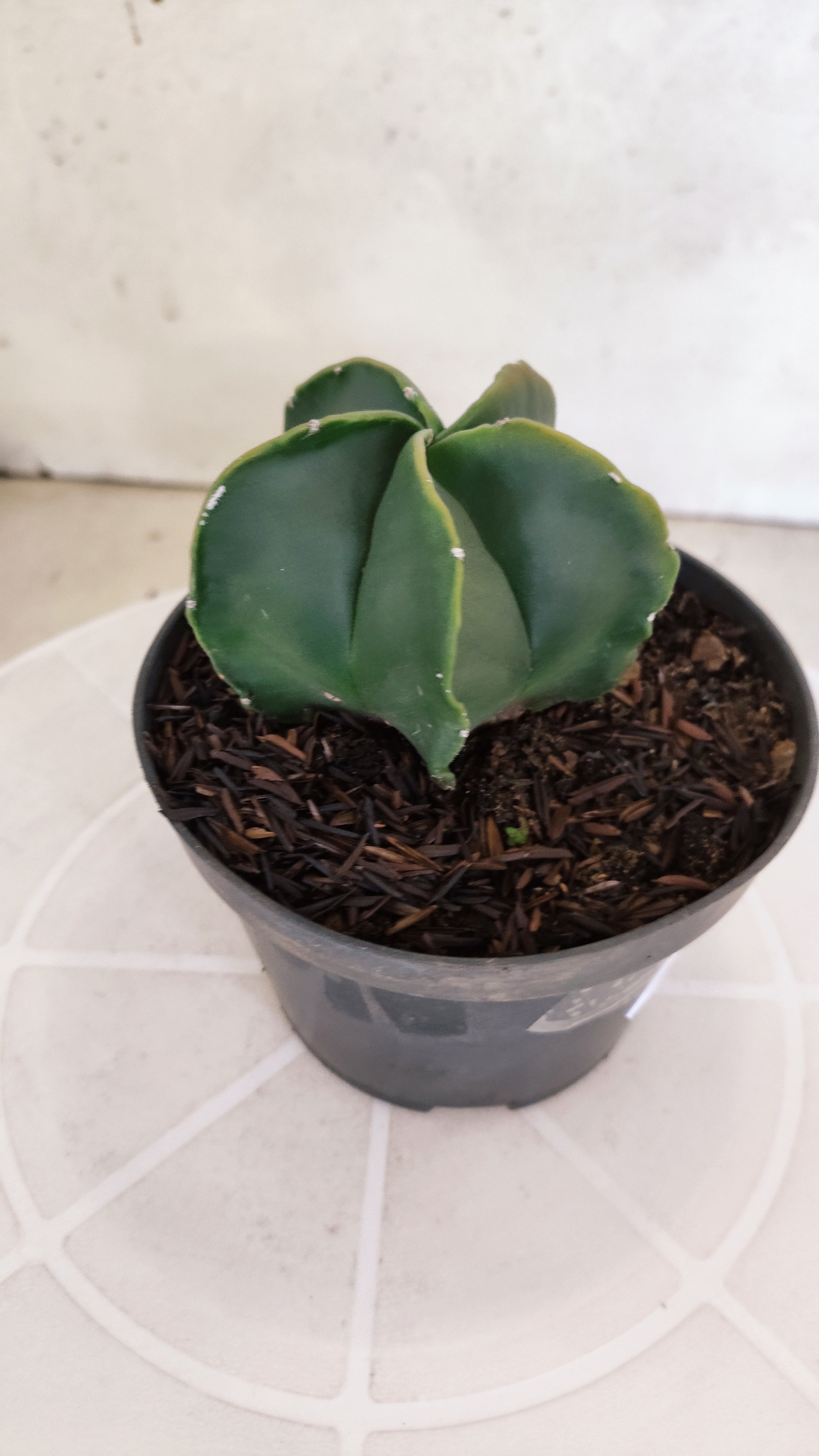 ASTROPHYTUM MYRIOSTIGMA "Nudum" Nº 1239 – vaso 11