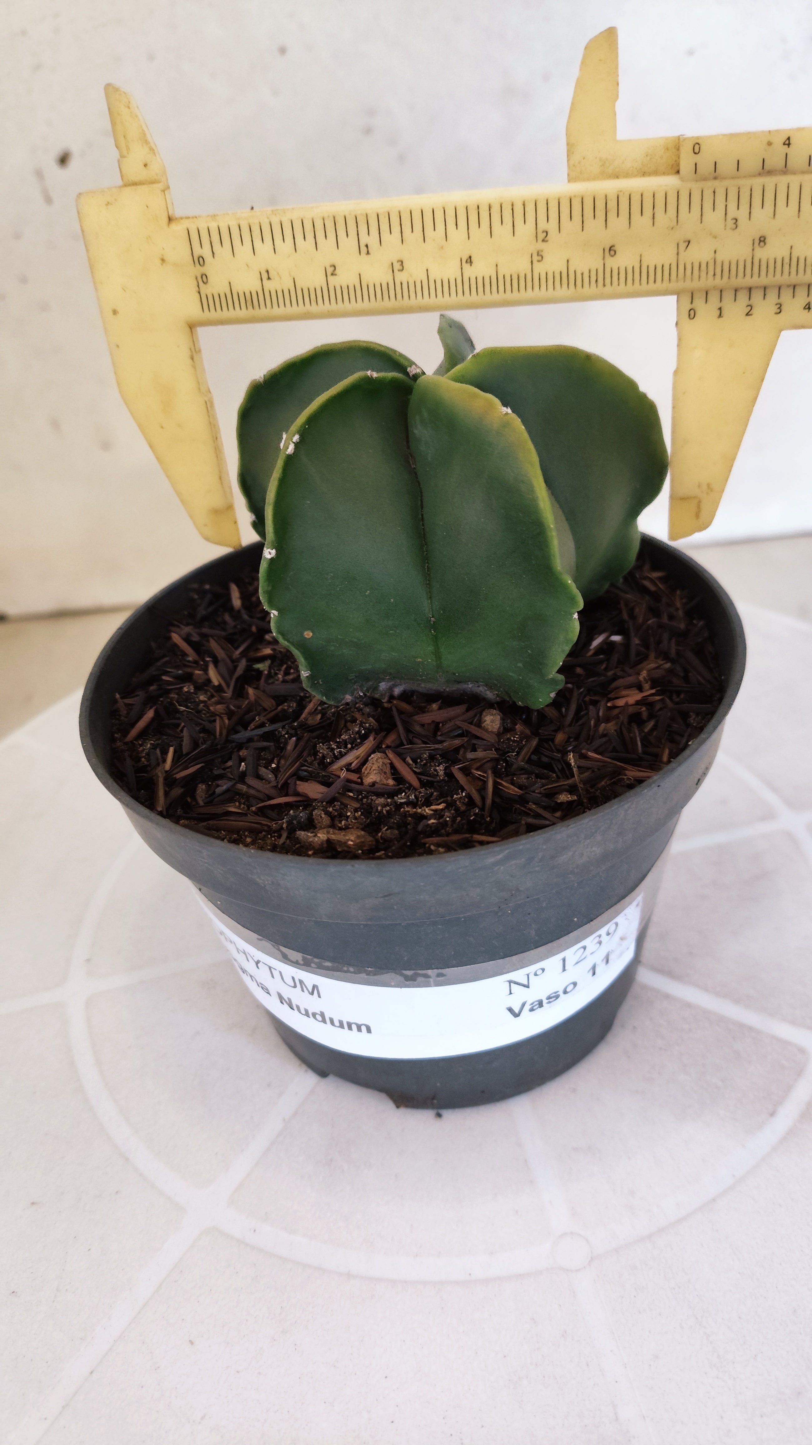 ASTROPHYTUM MYRIOSTIGMA "Nudum" Nº 1239 – vaso 11