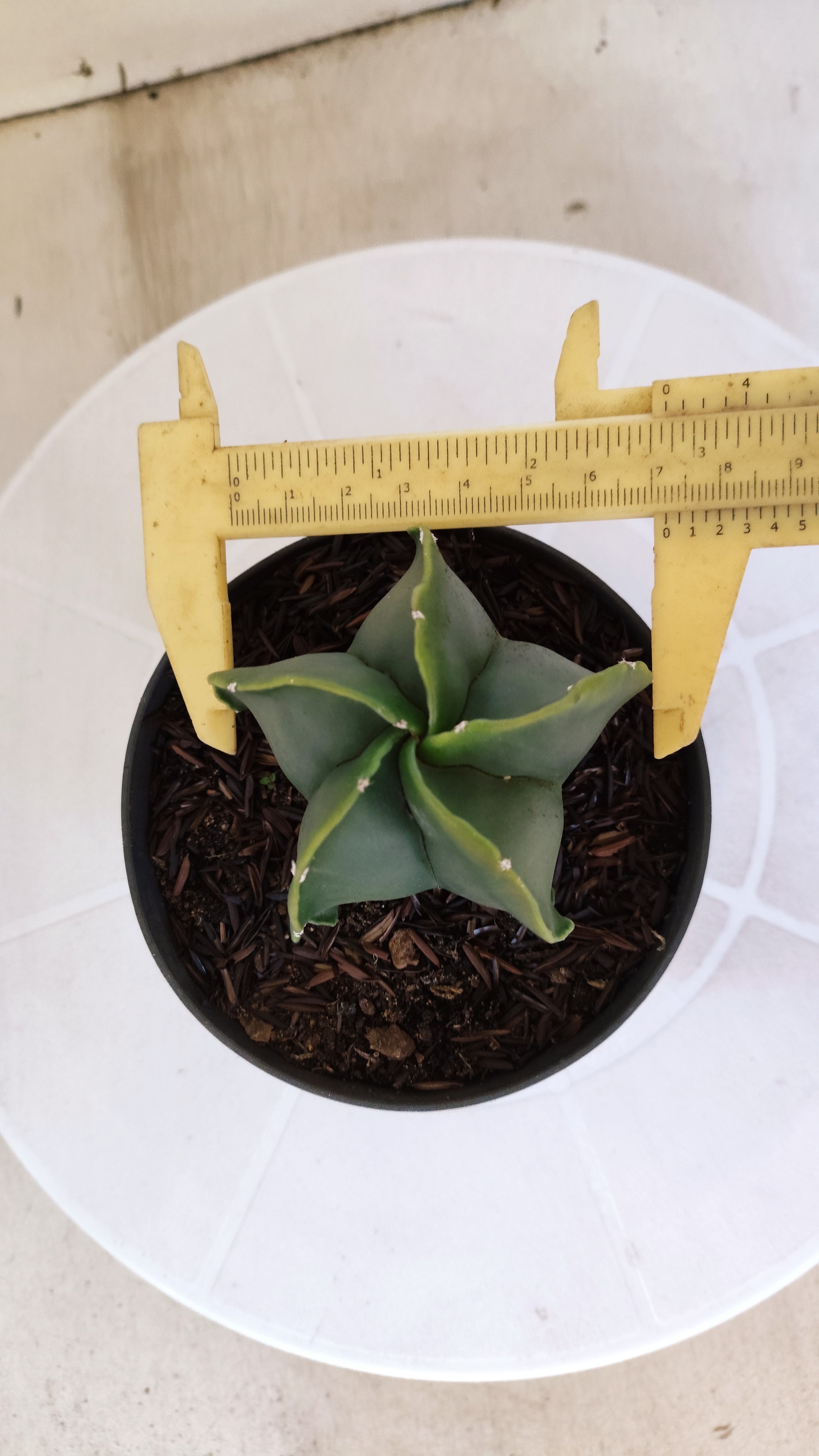 ASTROPHYTUM MYRIOSTIGMA "Nudum" Nº 1239 – vaso 11