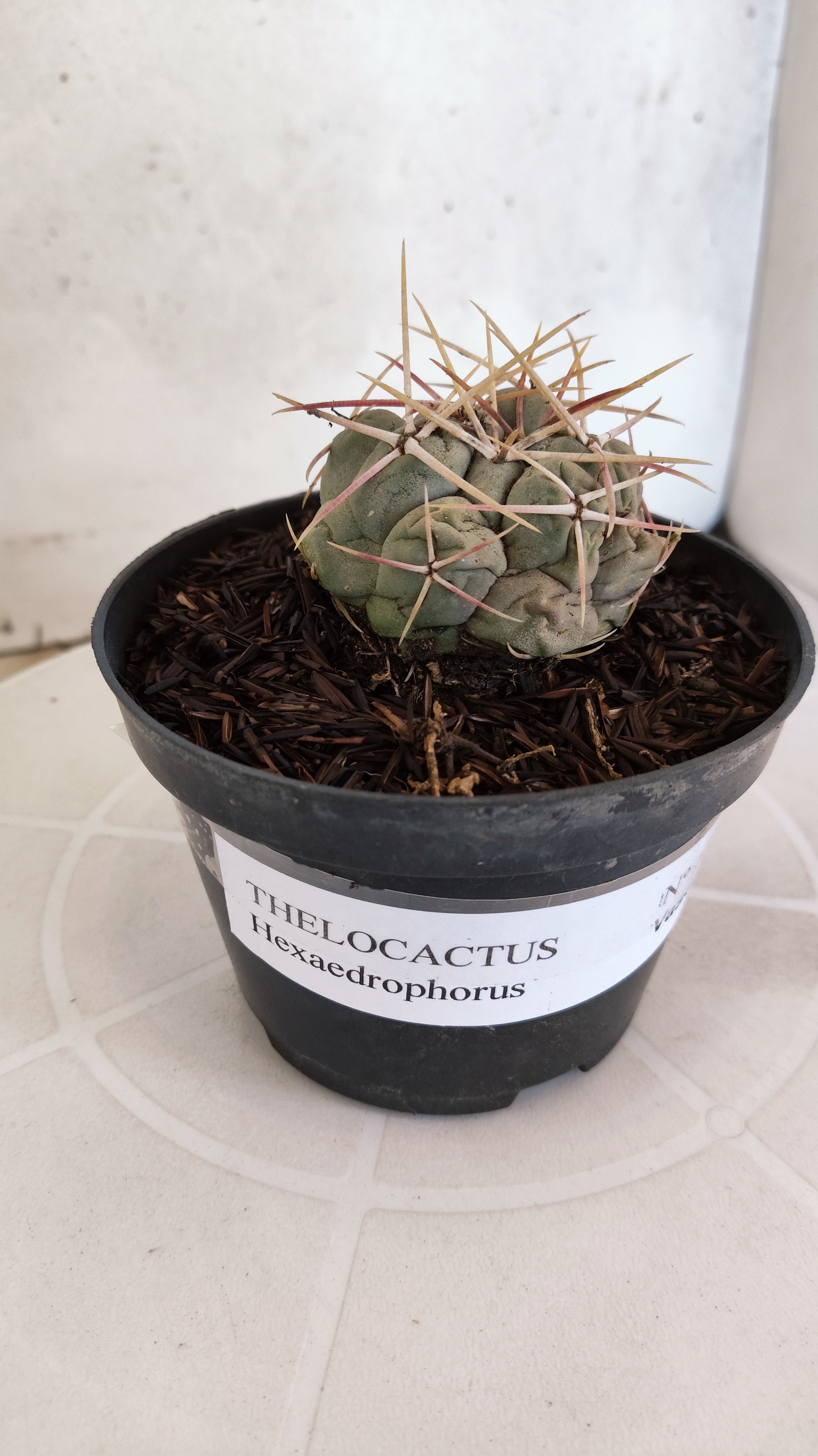 MATRIZ THELOCACTUS Hexaedrophorus Nº 150 – VASO 11