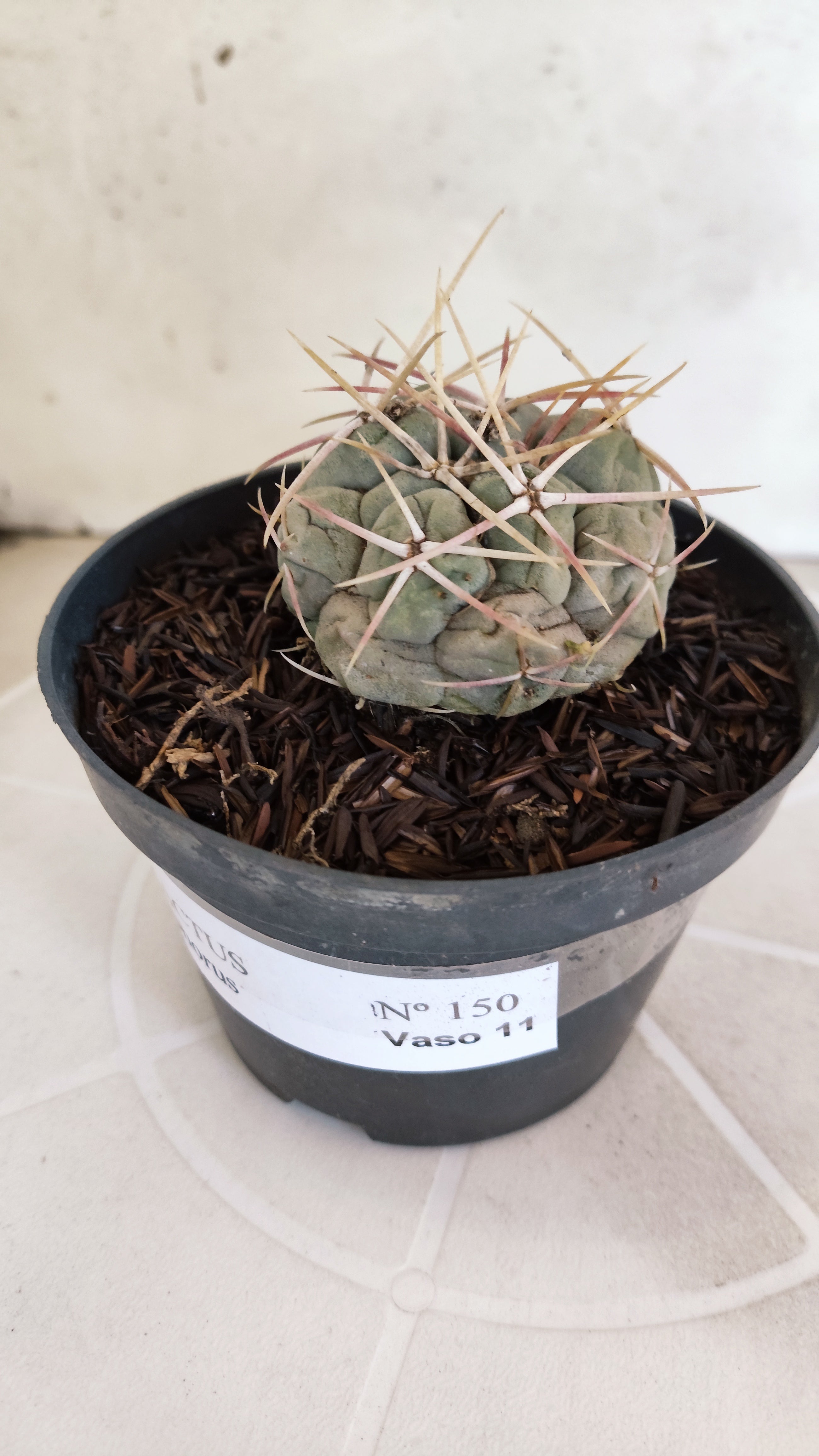 MATRIZ THELOCACTUS Hexaedrophorus Nº 150 – VASO 11