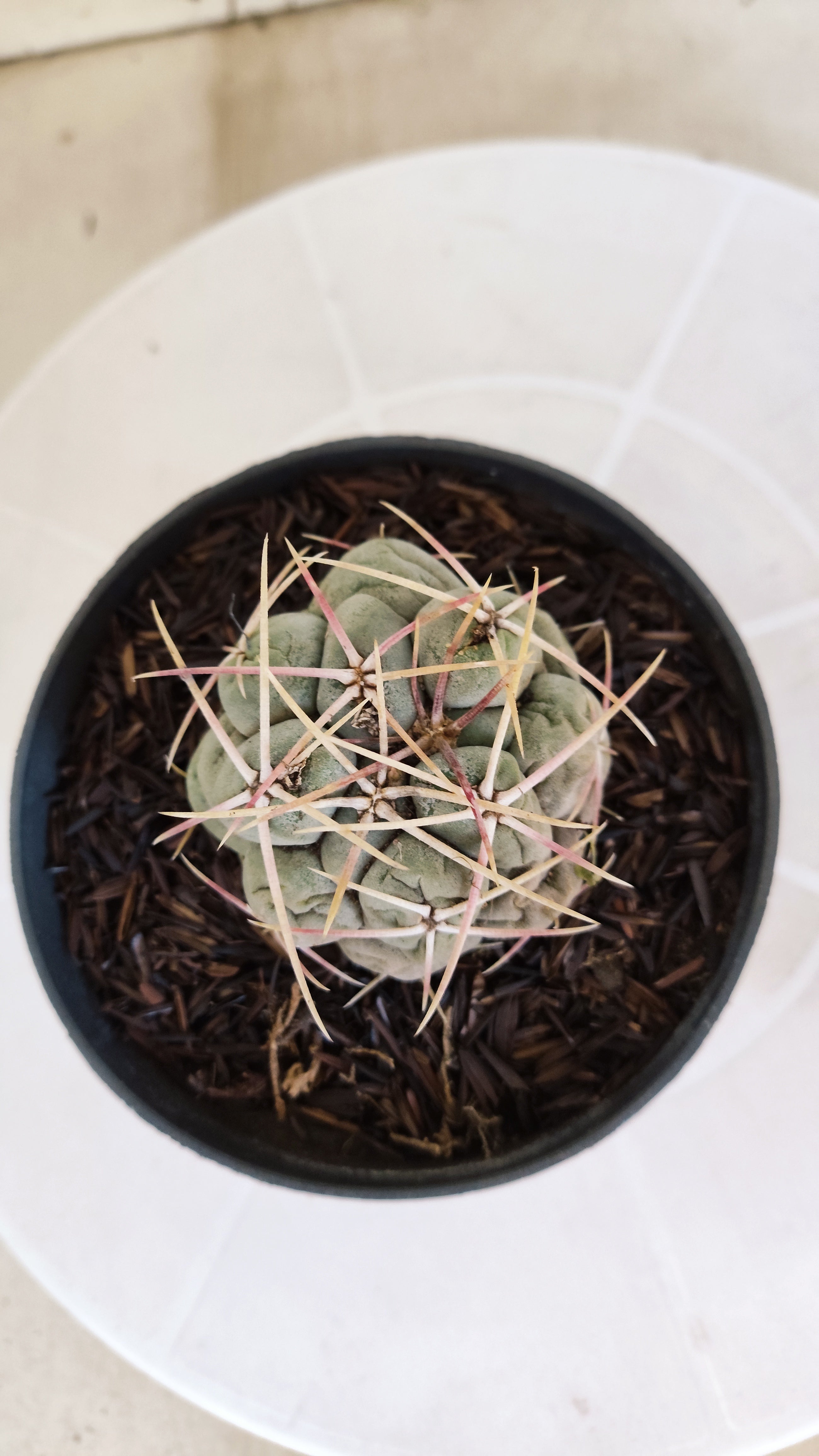 MATRIZ THELOCACTUS Hexaedrophorus Nº 150 – VASO 11