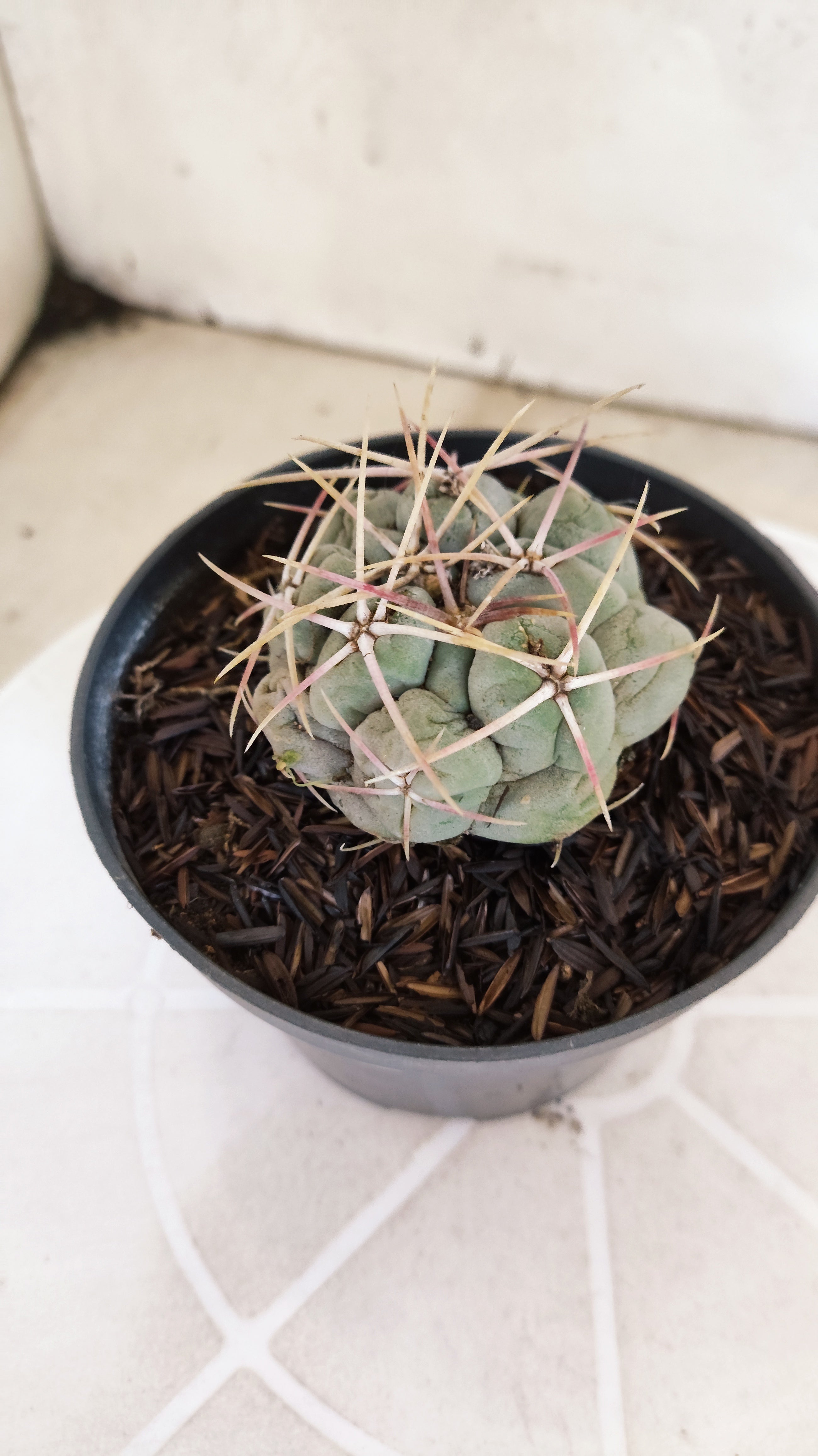 MATRIZ THELOCACTUS Hexaedrophorus Nº 150 – VASO 11